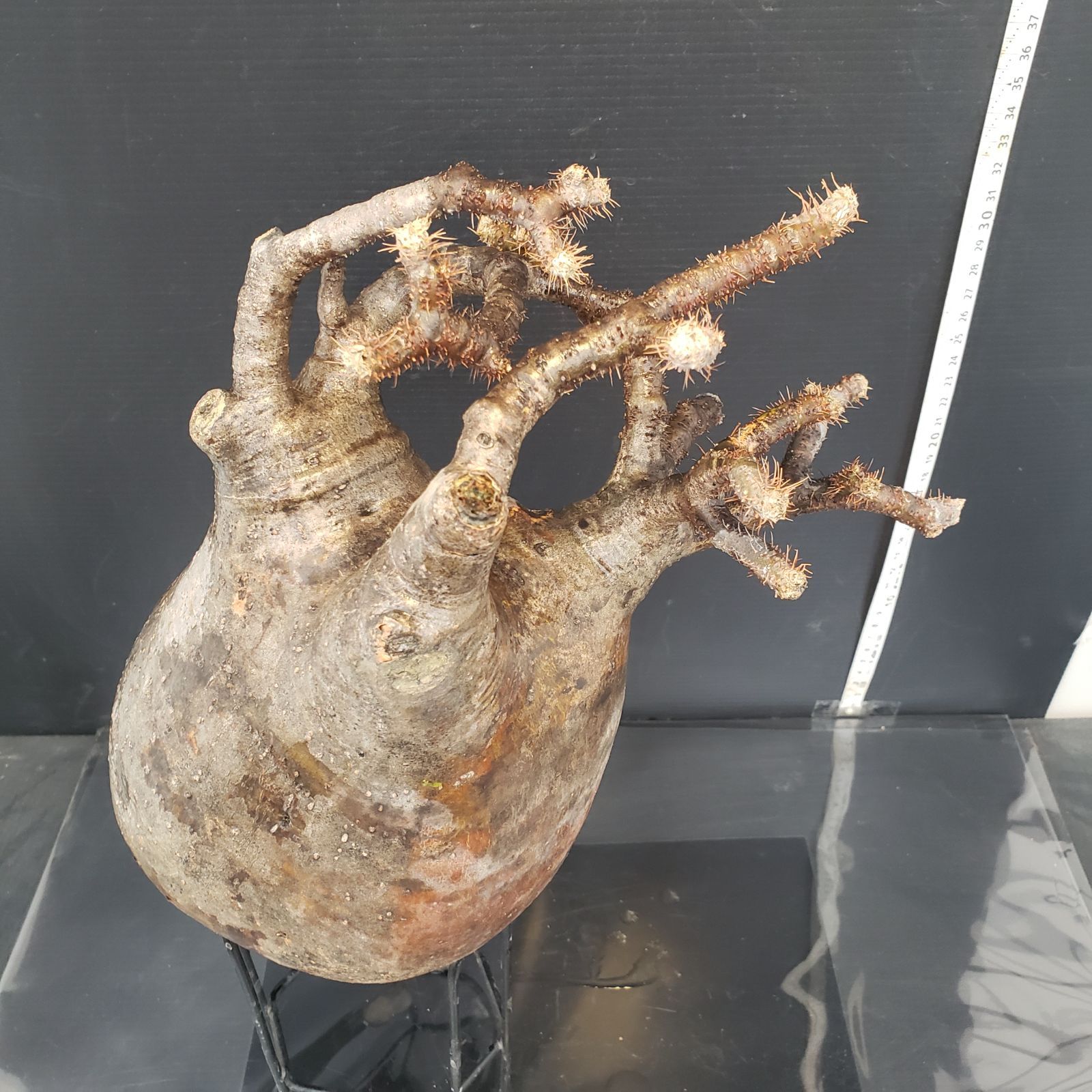 R088【最新到着】Pachypodium グラキリス（L）（現地球・抜き苗