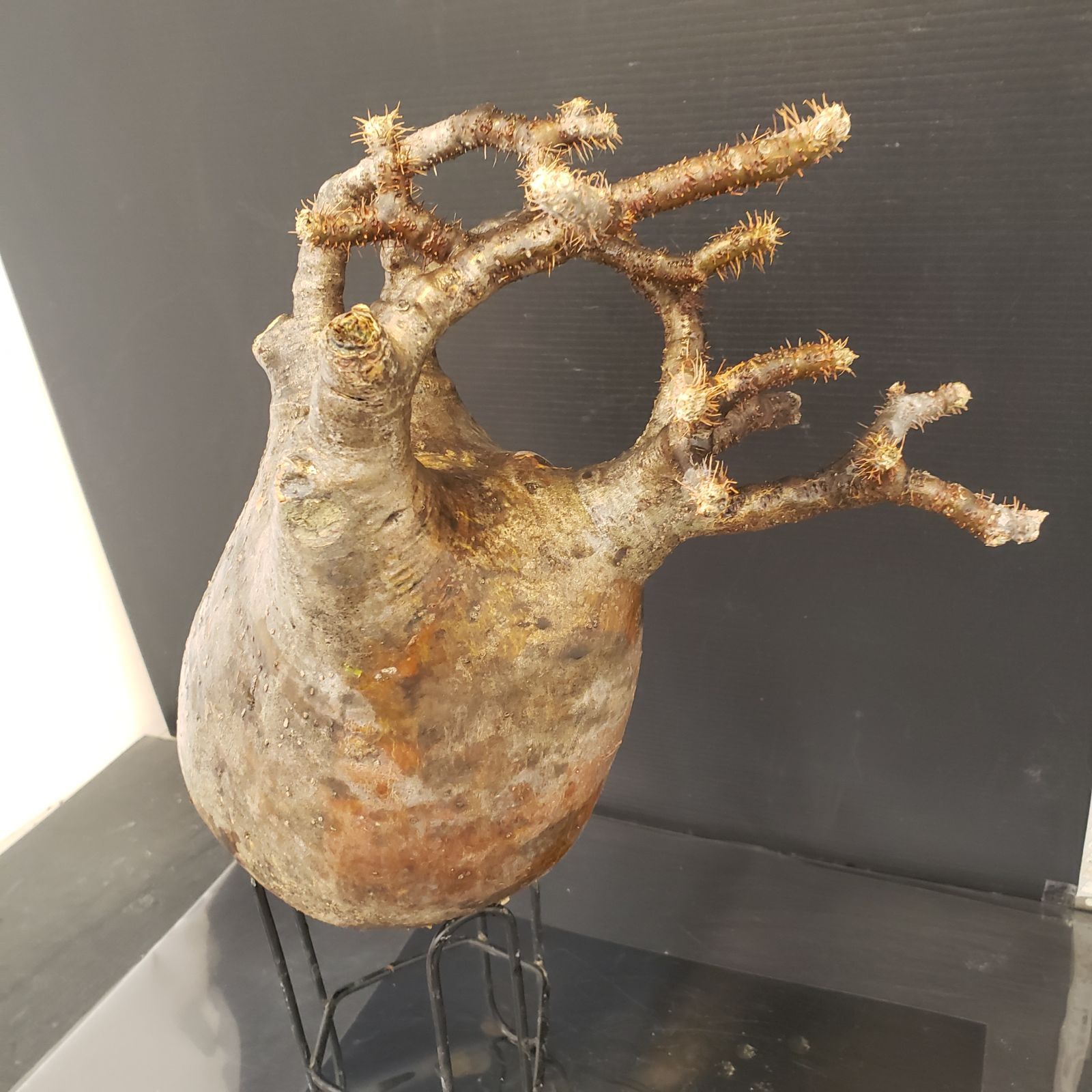 R088【最新到着】Pachypodium グラキリス（L）（現地球・抜き苗