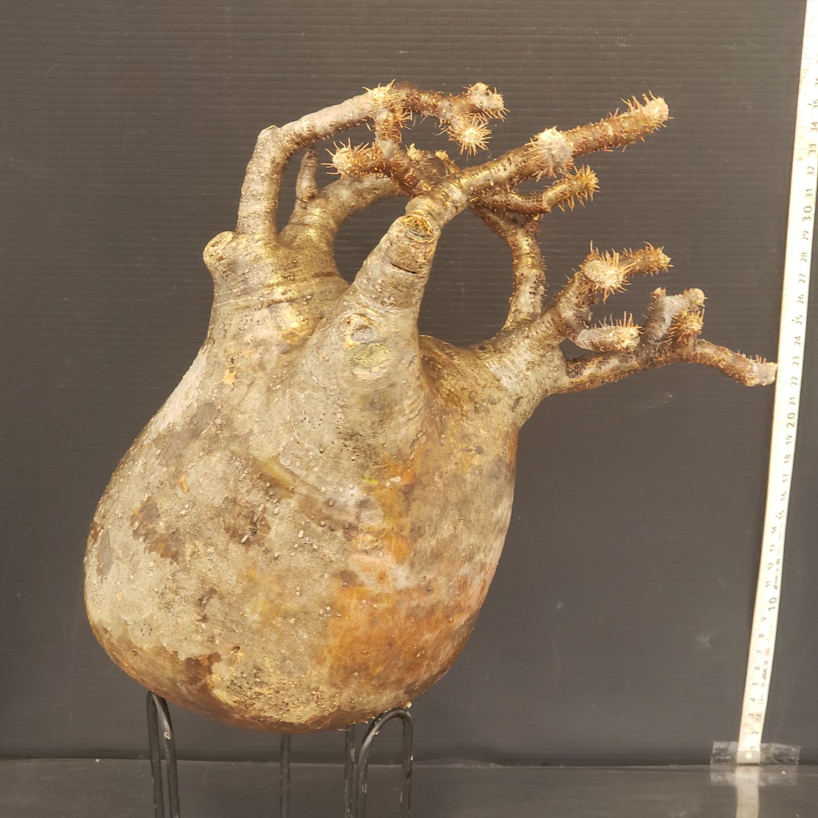 R088【最新到着】Pachypodium グラキリス（L）（現地球・抜き苗