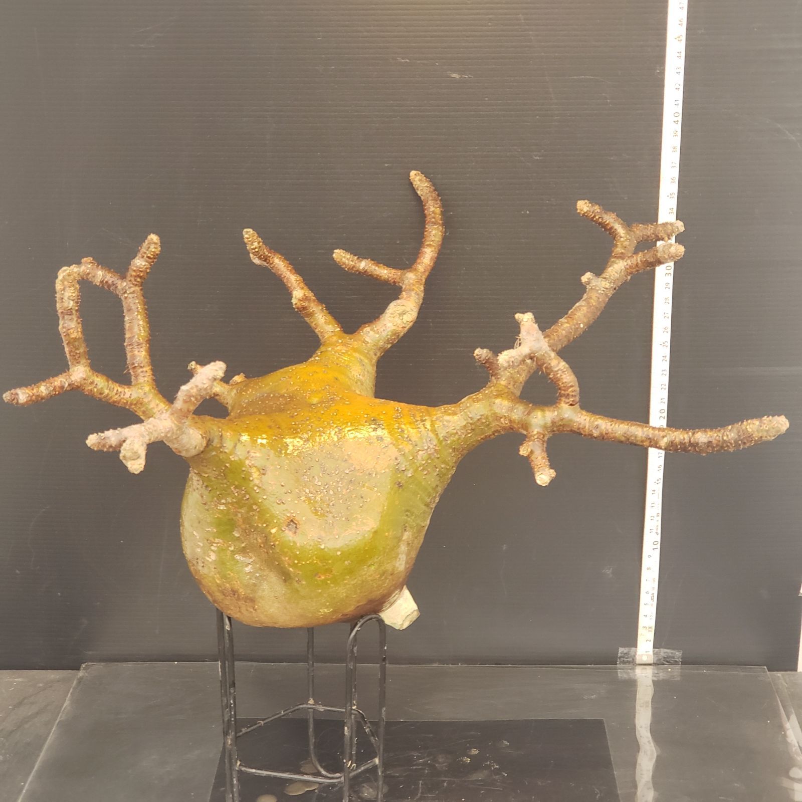 R089【最新到着】Pachypodium グラキリス（L）（現地球・抜き苗