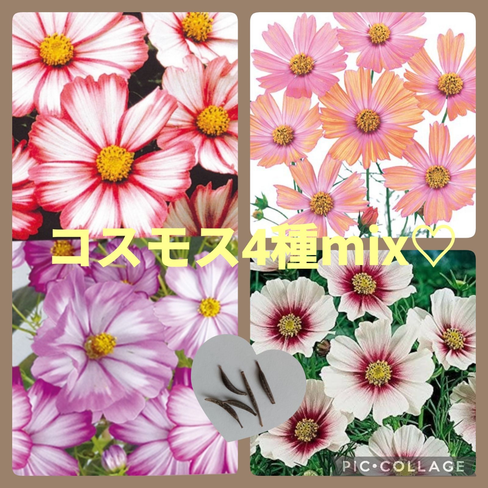 15粒 初夏~秋まで楽しめる✦コスモス4種mix✦花の種 - メルカリ
