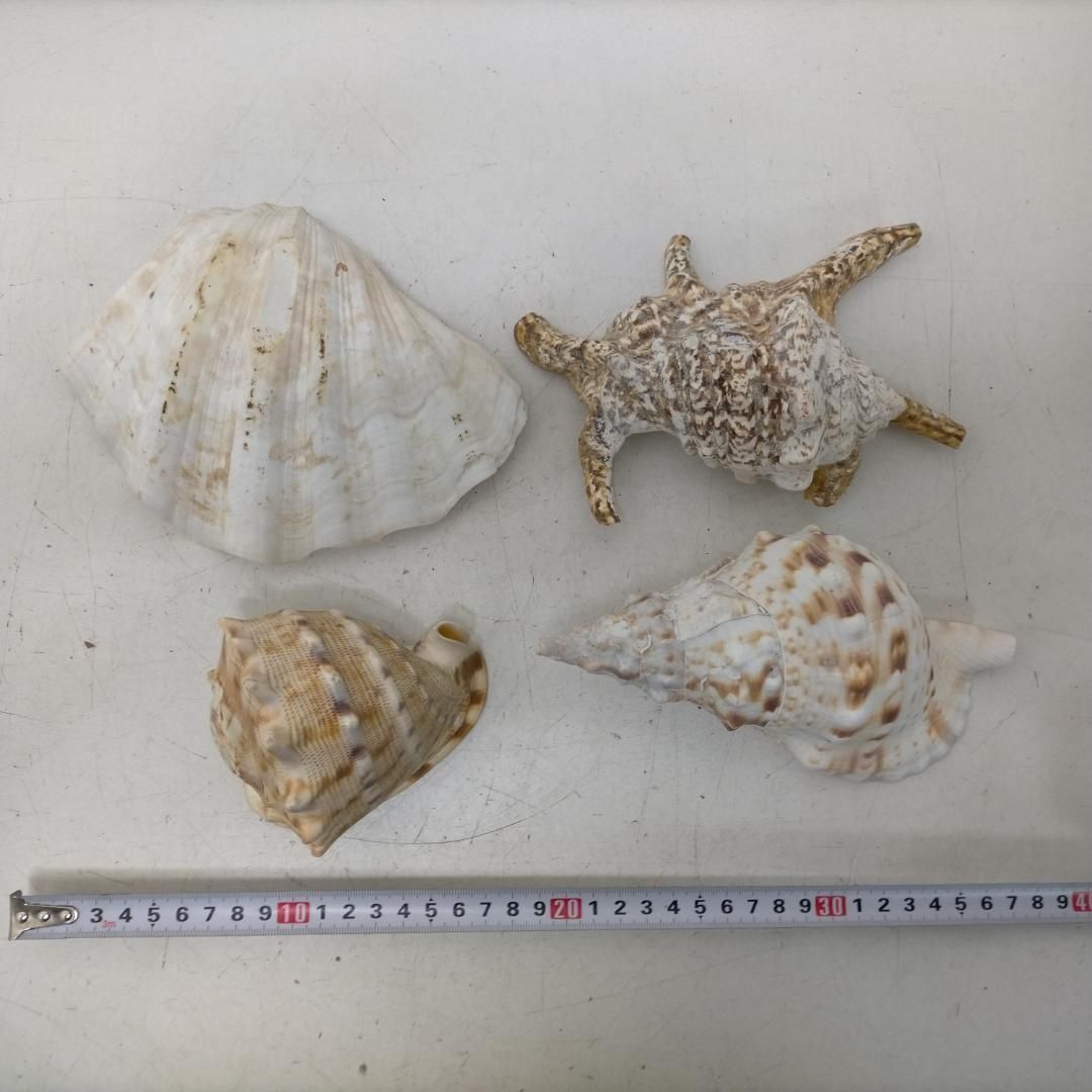シャコガイ 天然貝殻 貝殻セット 観賞用 マリンインテリア 海 貝 シャコガイ 天然貝殻 貝殻セット 観賞用 マリンインテリア 海 貝