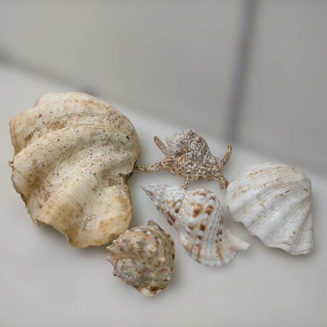 シャコガイ 天然貝殻 貝殻セット 観賞用 マリンインテリア 海 貝