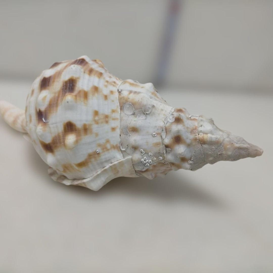 シャコガイ 天然貝殻 貝殻セット 観賞用 マリンインテリア 海 貝 シャコガイ 天然貝殻 貝殻セット 観賞用 マリンインテリア 海 貝