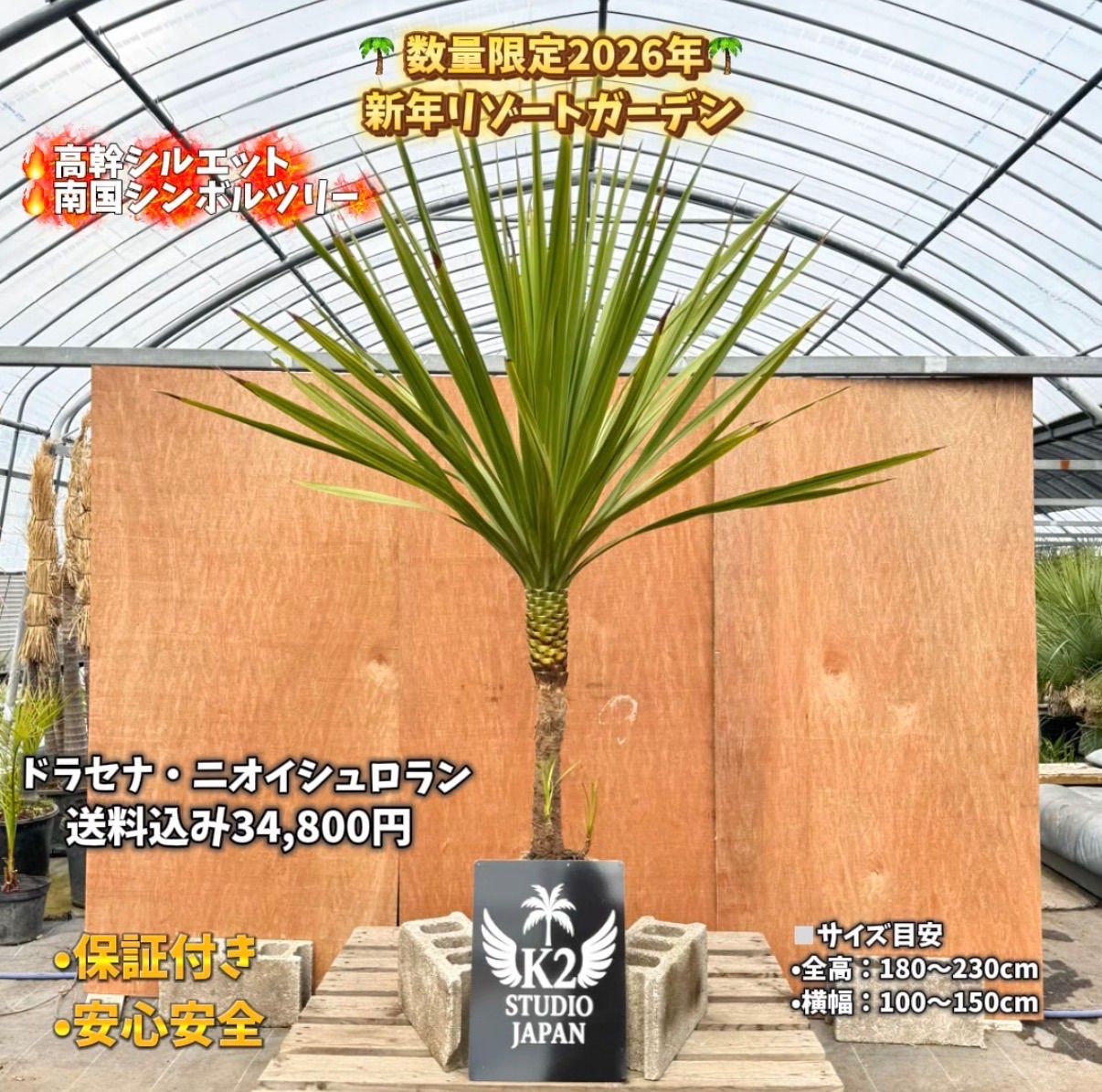 🌴高幹シルエット🌴ドラセナ・ニオイシュロラン シンボルツリー