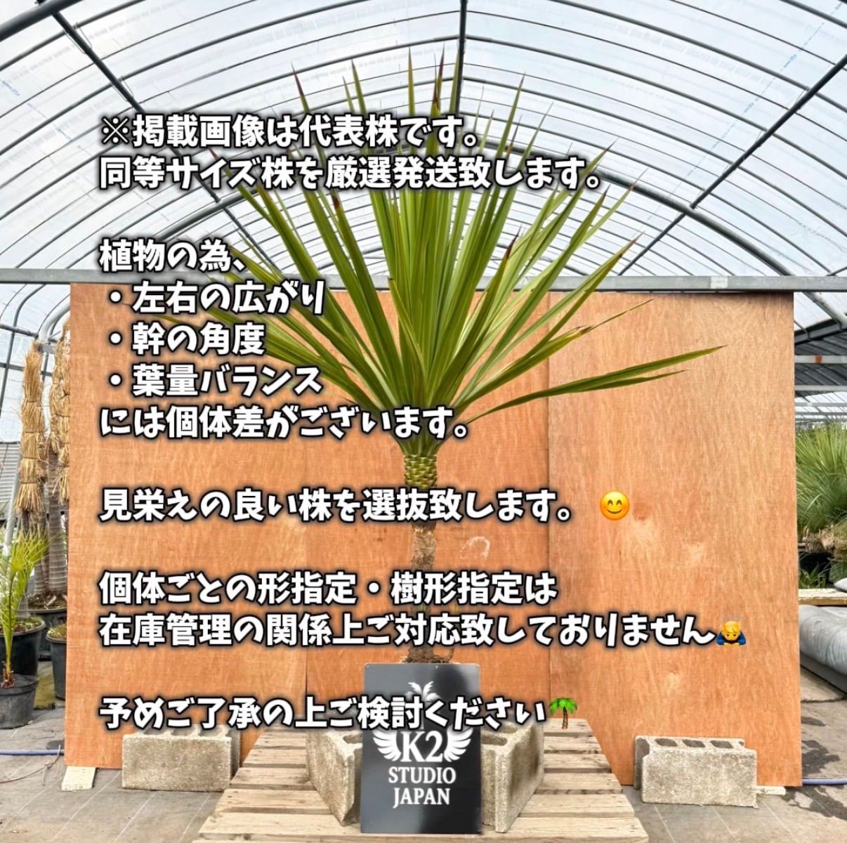 🌴高幹シルエット🌴ドラセナ・ニオイシュロラン シンボルツリー