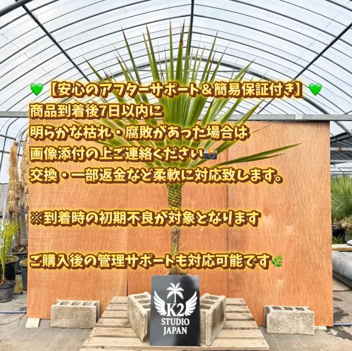 🌴高幹シルエット🌴ドラセナ・ニオイシュロラン シンボルツリー