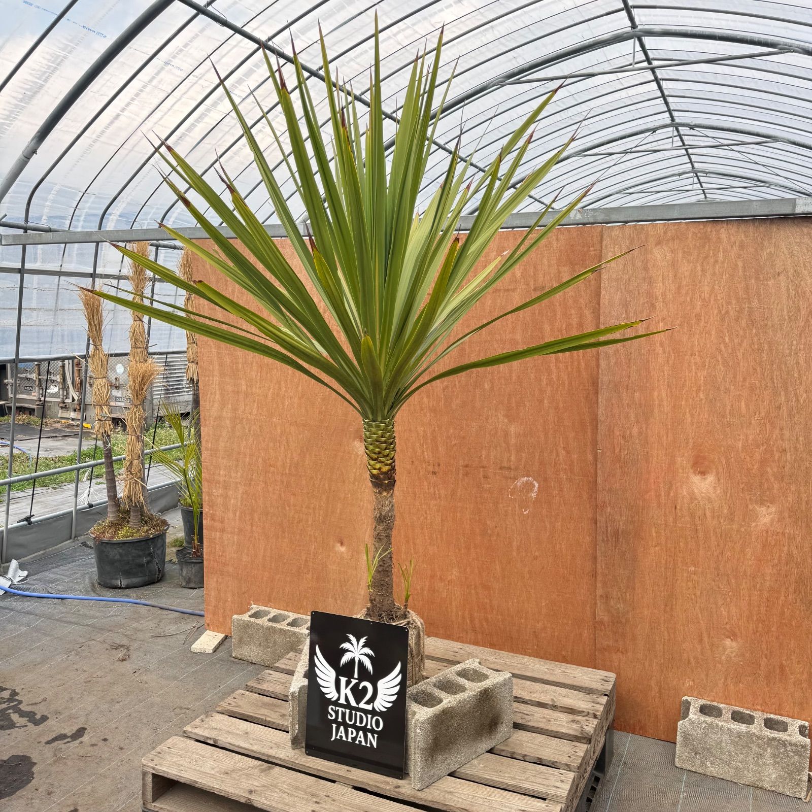 🌴高幹シルエット🌴ドラセナ・ニオイシュロラン シンボルツリー