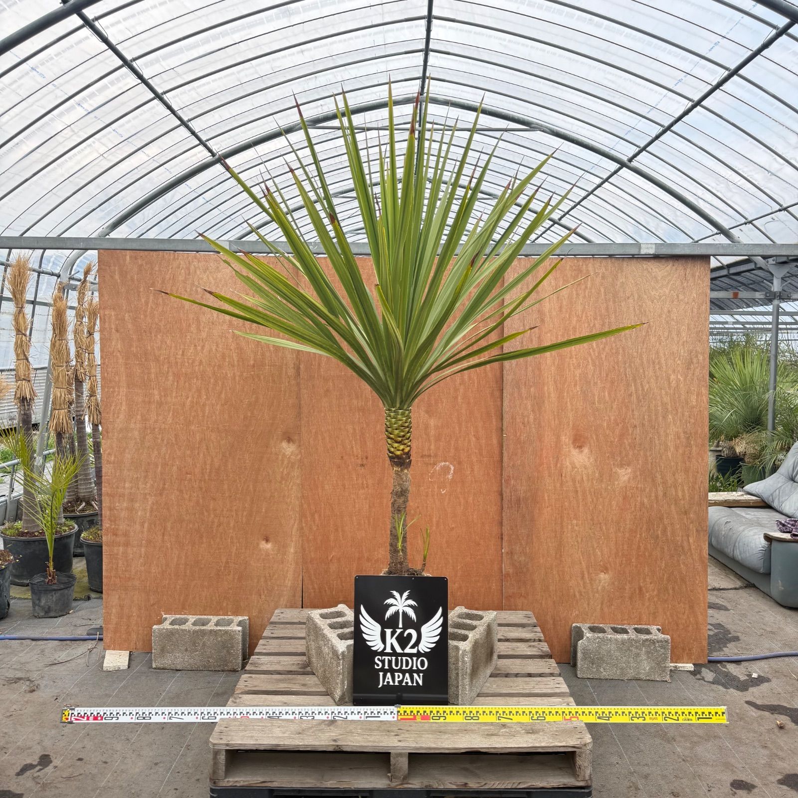 🌴高幹シルエット🌴ドラセナ・ニオイシュロラン シンボルツリー