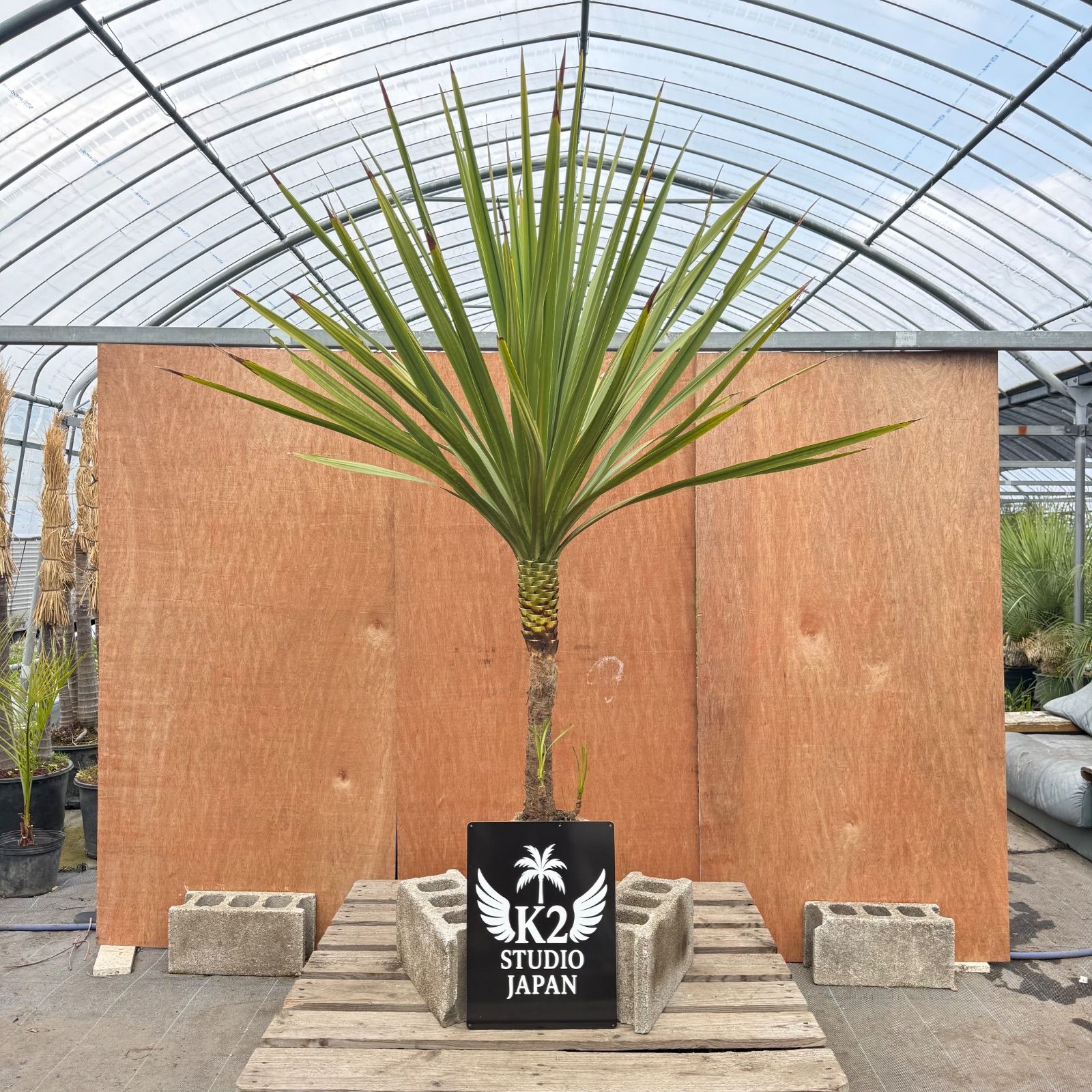 🌴高幹シルエット🌴ドラセナ・ニオイシュロラン シンボルツリー