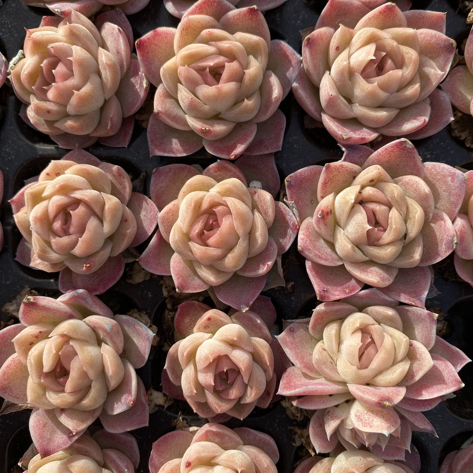 XY222×16苗 ムゲンセイウン 土付き 多肉植物 アエオニウム エケベリア