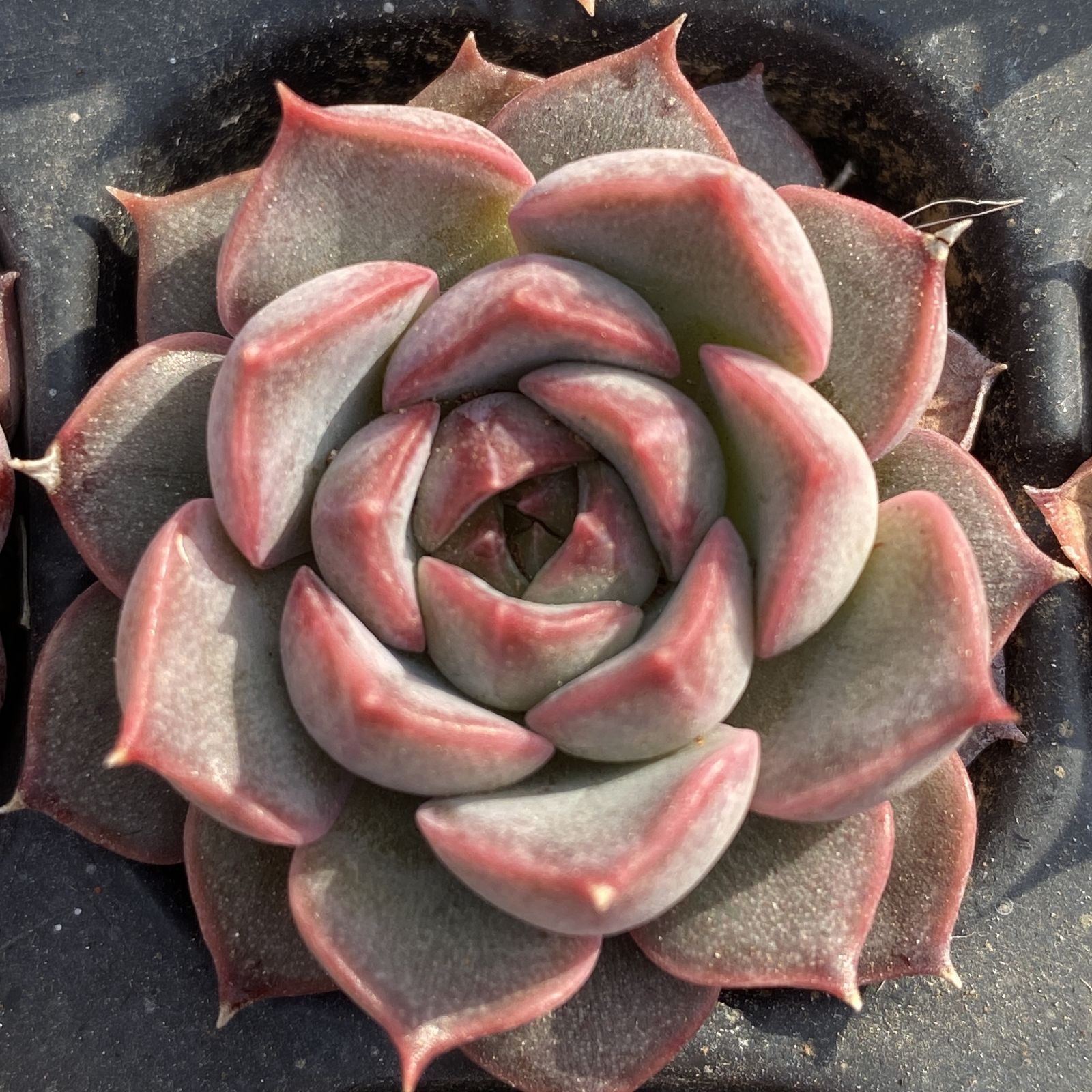 XY227×16苗 ピンクトク 土付き 多肉植物 アエオニウム エケベリア