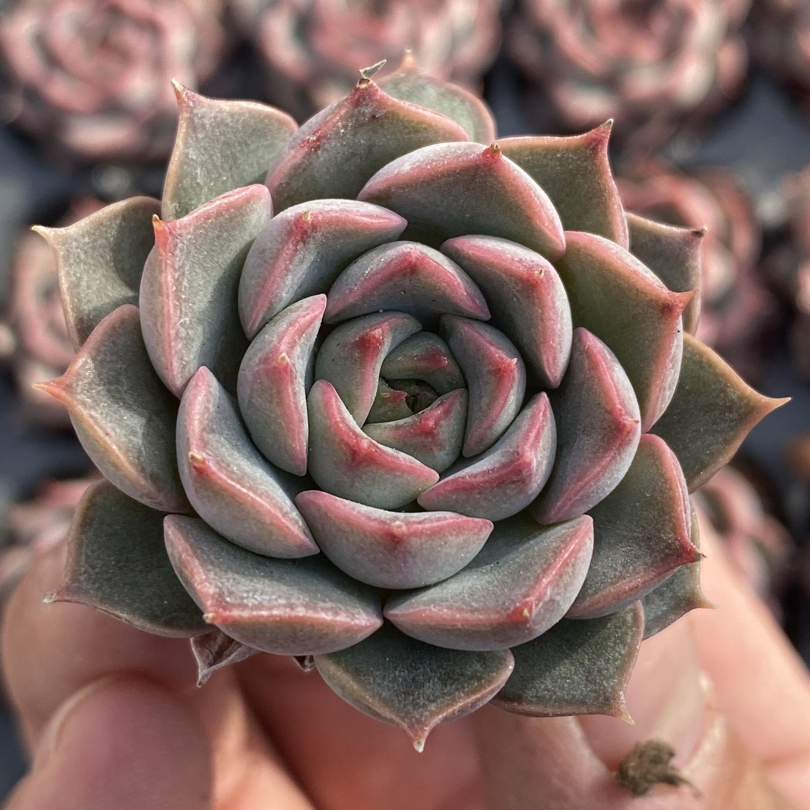 XY227×16苗 ピンクトク 土付き 多肉植物 アエオニウム エケベリア