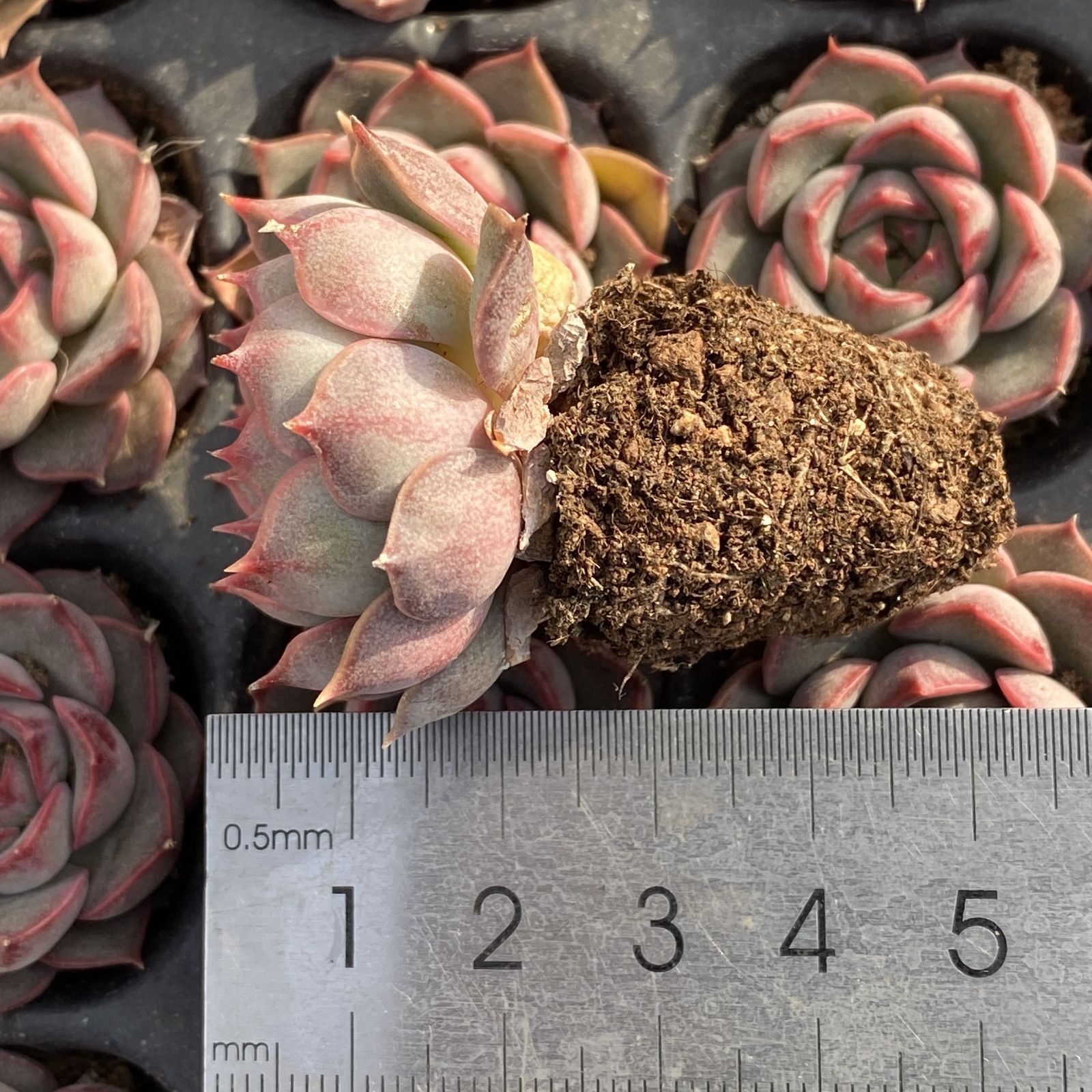 XY227×16苗 ピンクトク 土付き 多肉植物 アエオニウム エケベリア