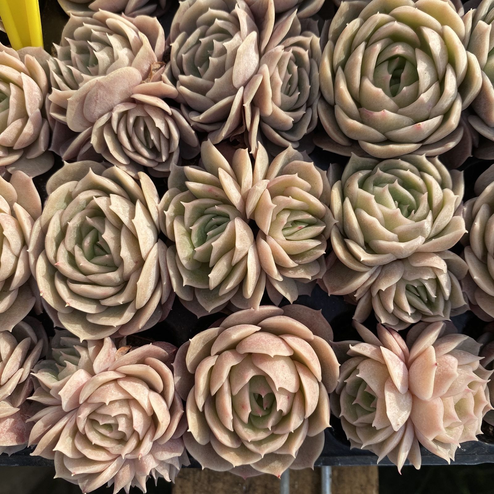 XY228×16苗 アンスノー 土付き 多肉植物 アエオニウム エケベリア