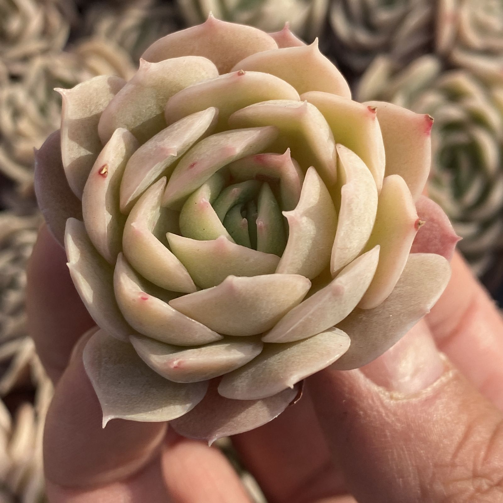 XY228×16苗 アンスノー 土付き 多肉植物 アエオニウム エケベリア