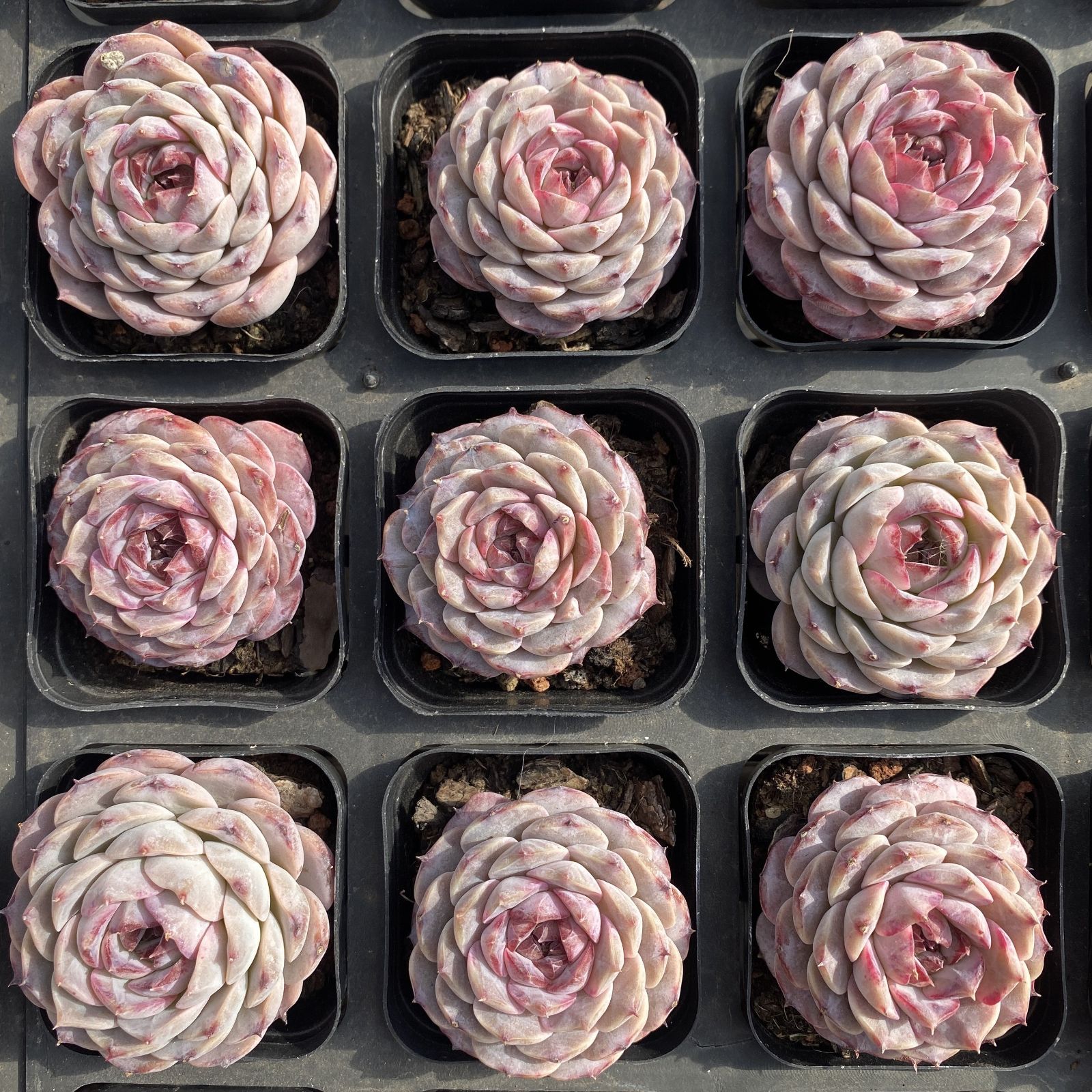 XY183×10株 ムラサキザクロ 抜き苗 多肉植物 アエオニウム エケベリア