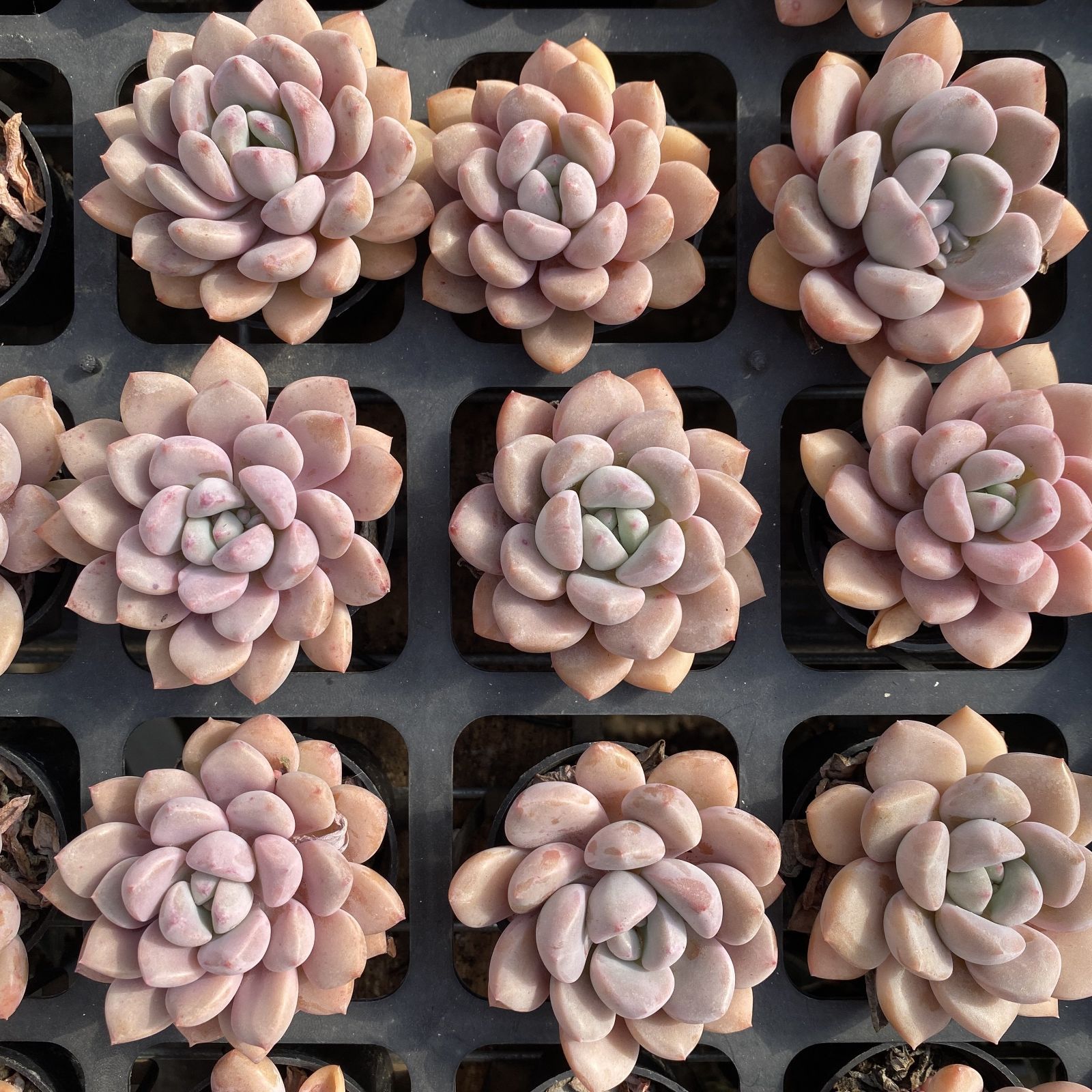 XY176×10株 ハクロ 抜き苗 多肉植物 アエオニウム エケベリア サボテン