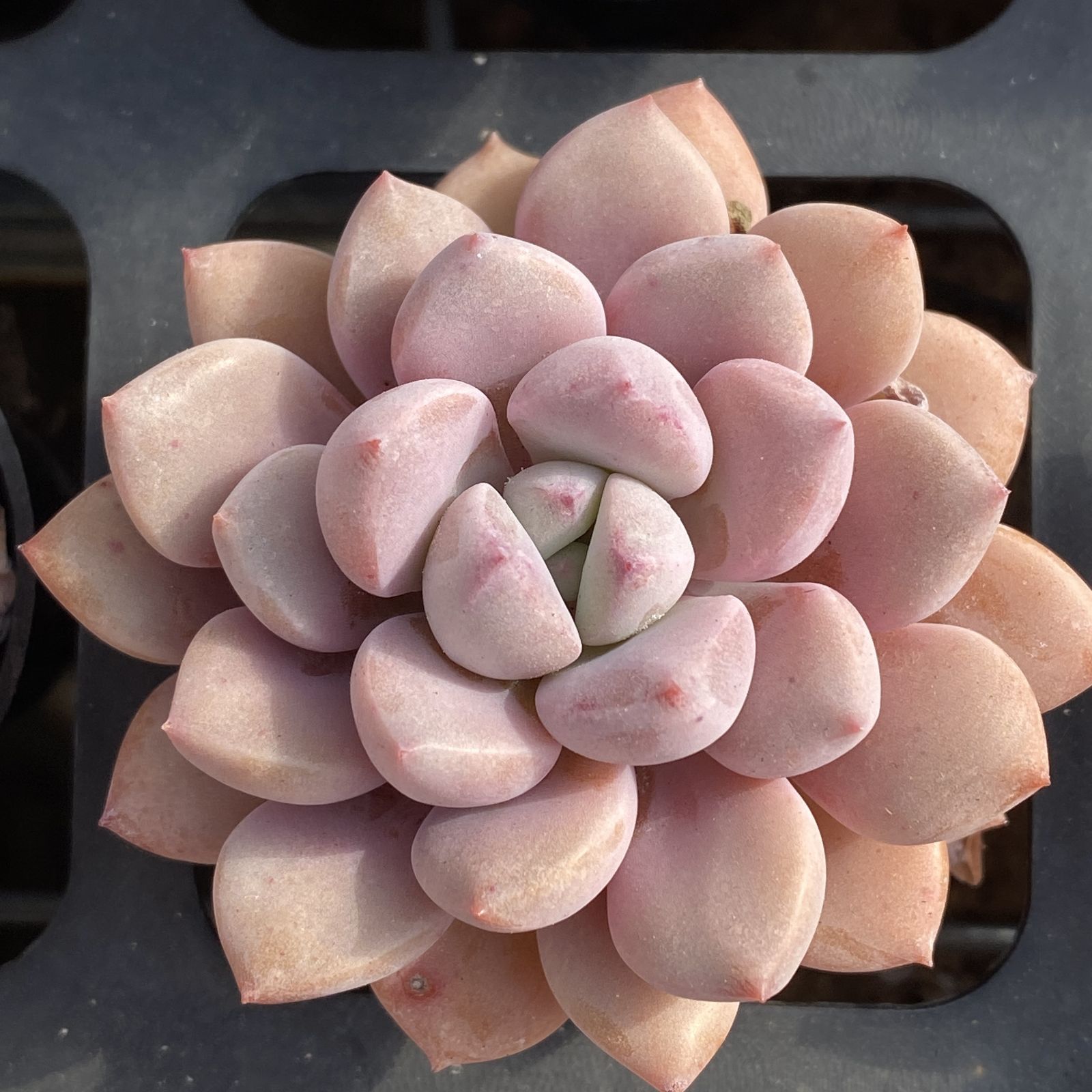 XY176×10株 ハクロ 抜き苗 多肉植物 アエオニウム エケベリア サボテン