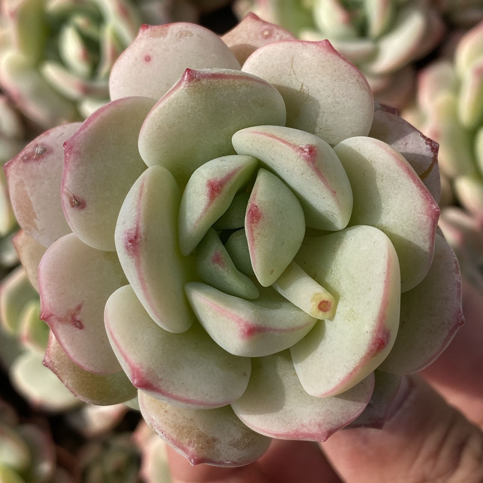 XY235×16苗 バニラ 土付き 多肉植物 アエオニウム エケベリア サボテン