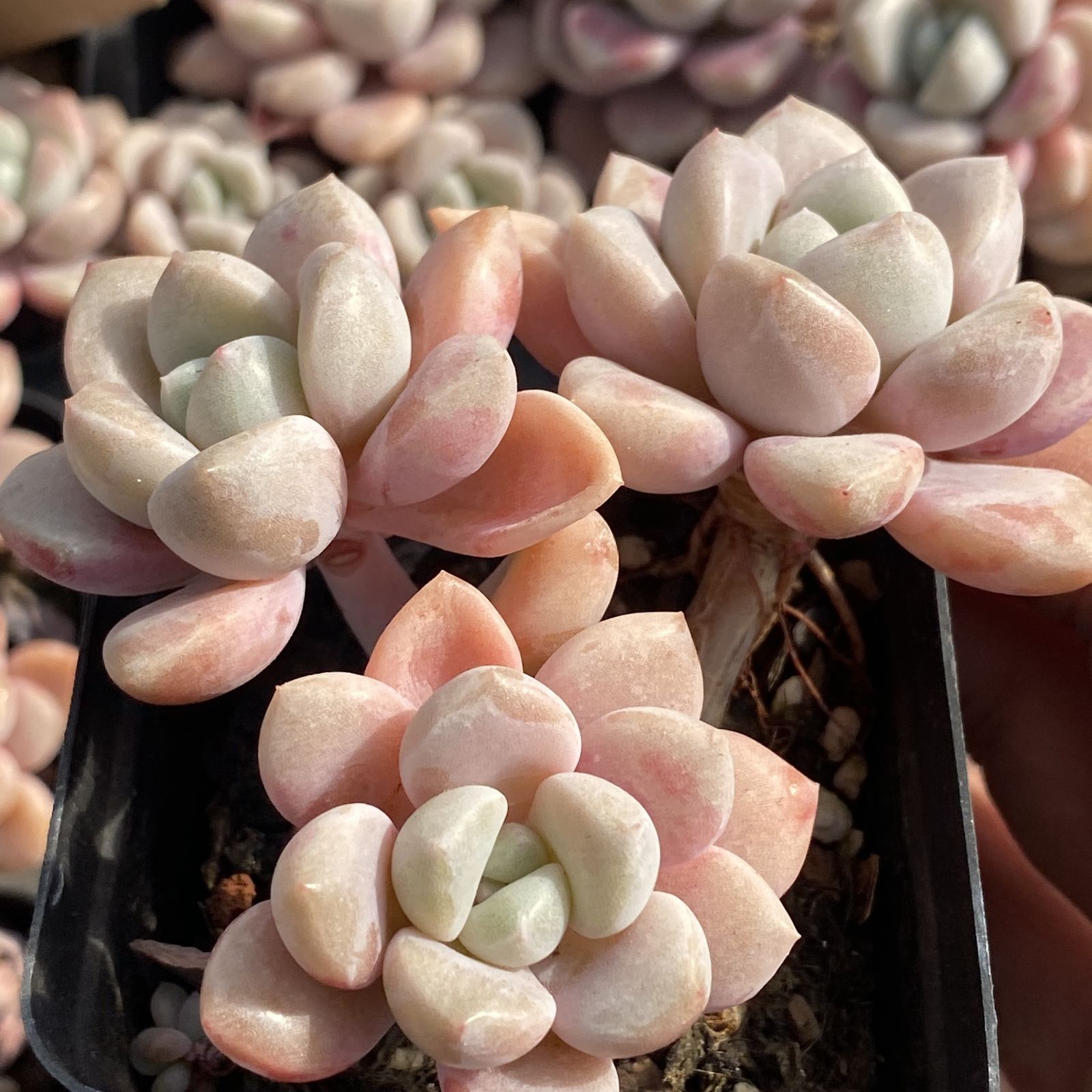 XY181×10株 カハンロク 抜き苗 多肉植物 アエオニウム エケベリア