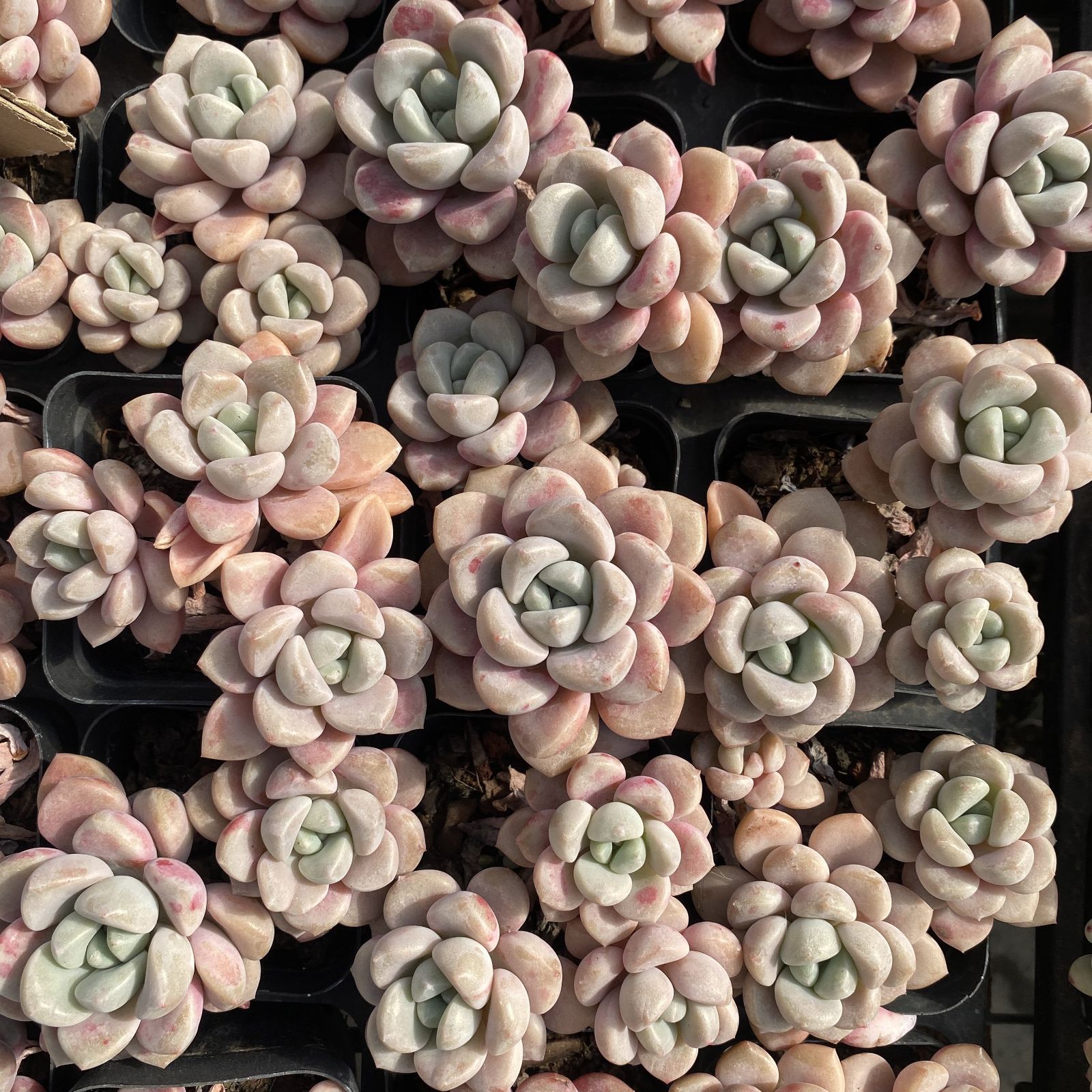 XY181×10株 カハンロク 抜き苗 多肉植物 アエオニウム エケベリア