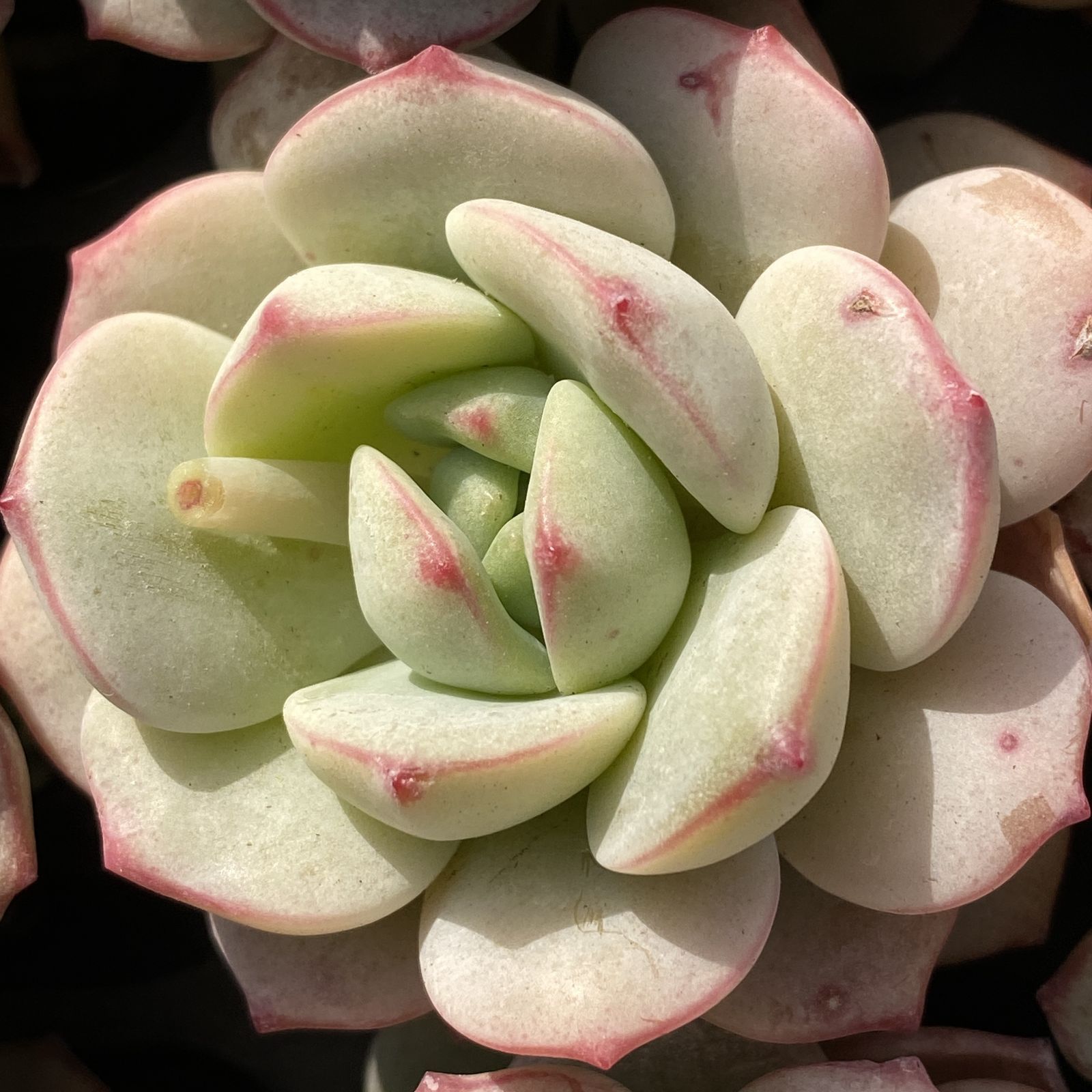 XY235×16苗 バニラ 土付き 多肉植物 アエオニウム エケベリア サボテン