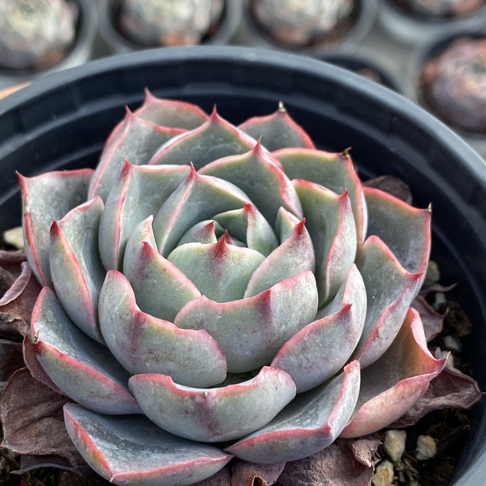 XY167×10株 ヘラ 抜き苗 多肉植物 アエオニウム エケベリア サボテン