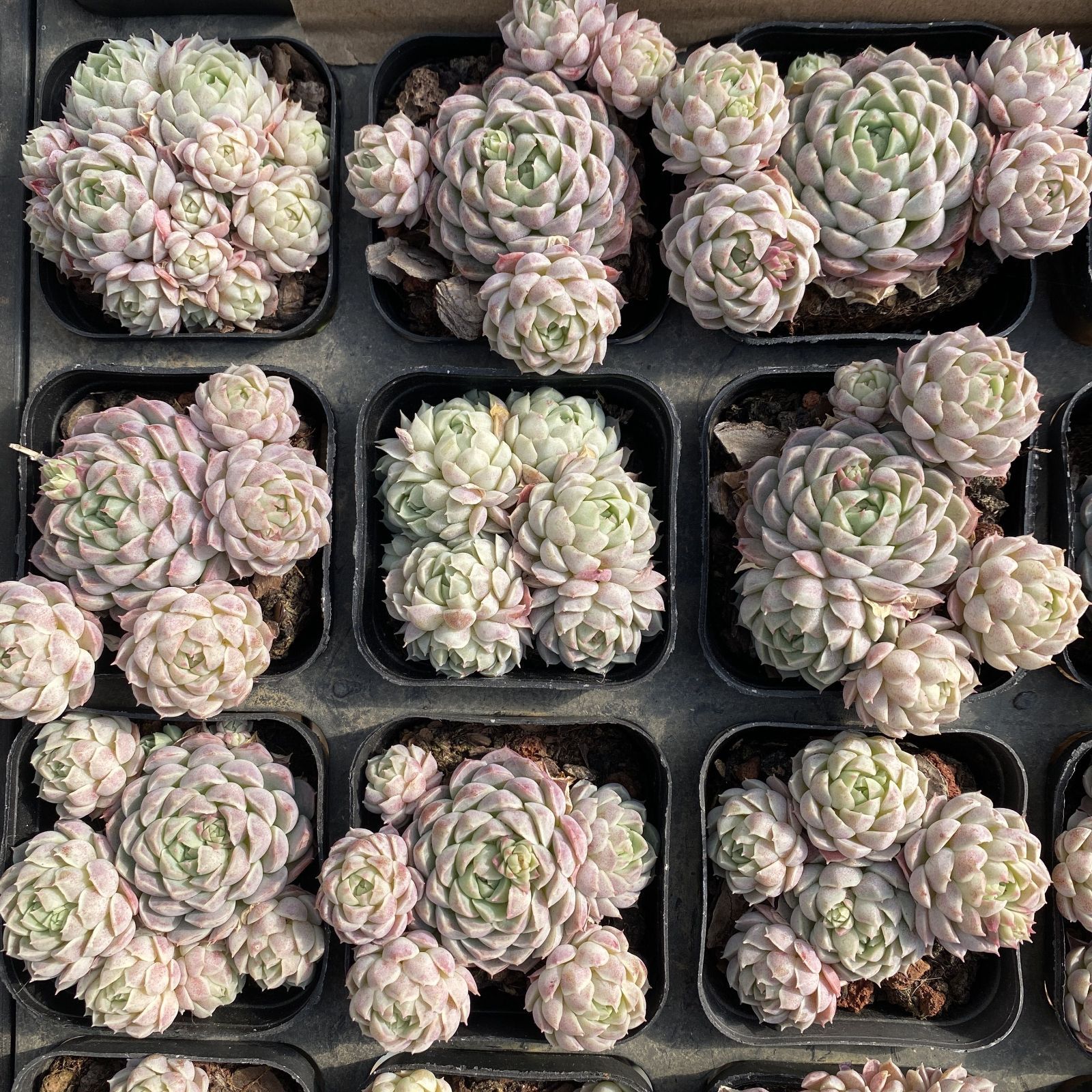 XY173×10株 ファットニングボール 抜き苗 多肉植物 アエオニウム