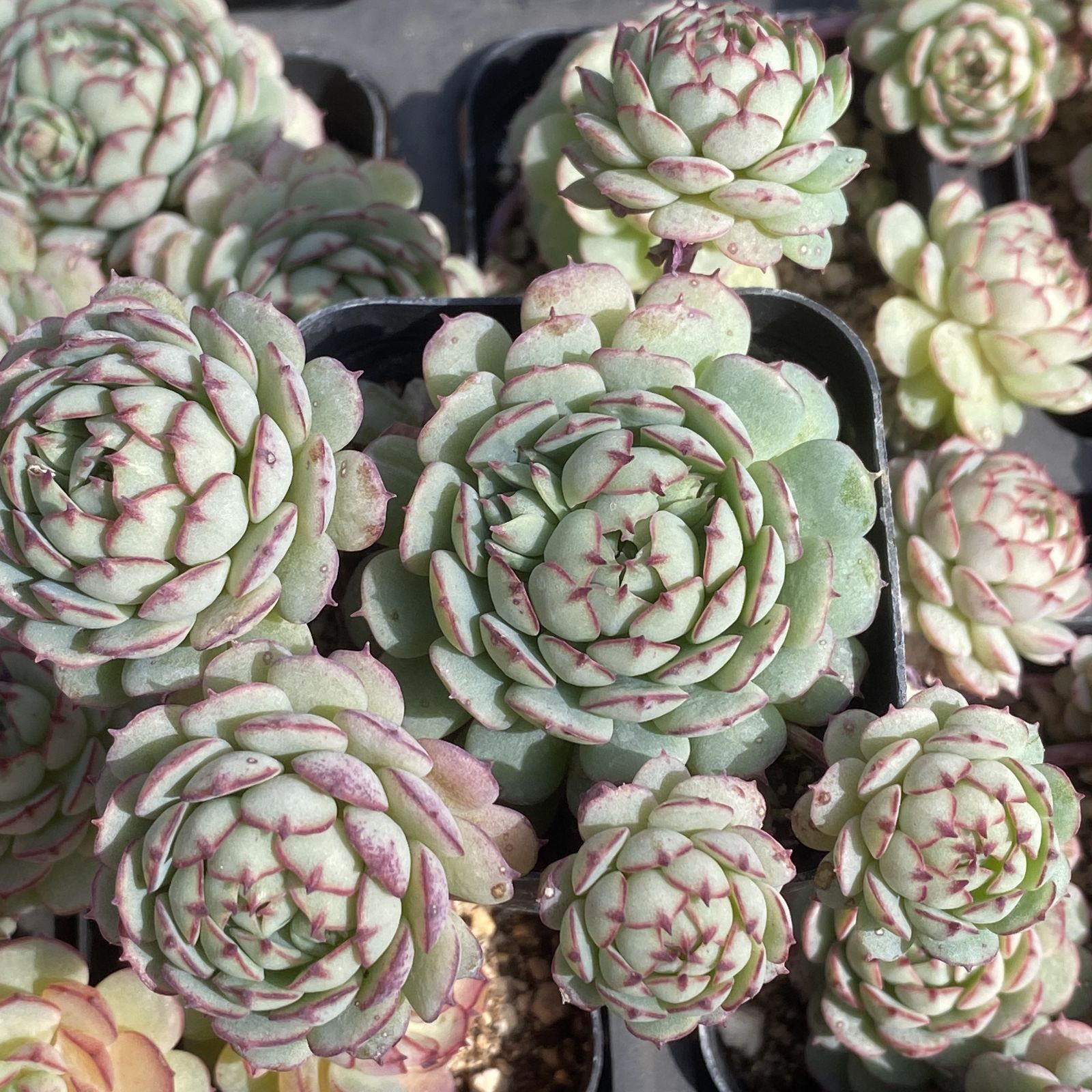 XY113×10株 ショウコウセン 抜き苗 多肉植物 アエオニウム エケベリア