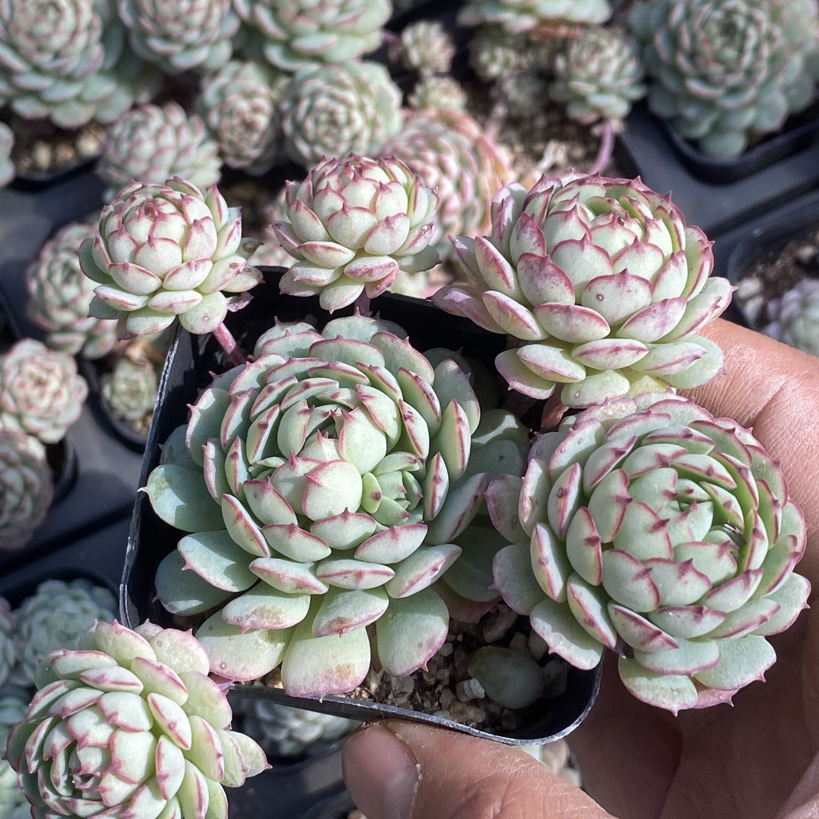 XY113×10株 ショウコウセン 抜き苗 多肉植物 アエオニウム エケベリア