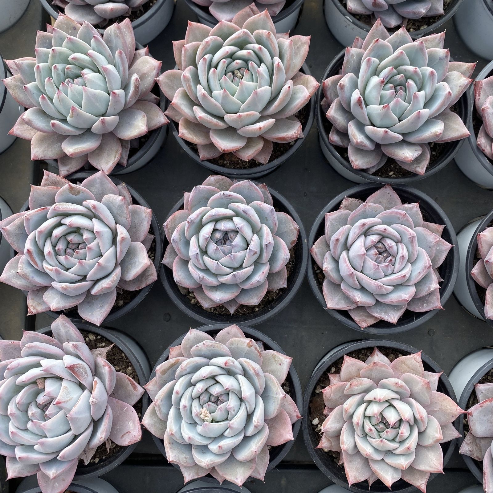 XY202×10株 ピンクブルーバード 抜き苗 多肉植物 アエオニウム