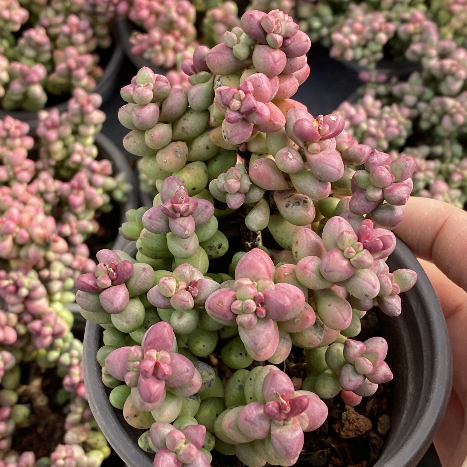 XY166×10株 シコウ 抜き苗 多肉植物 アエオニウム エケベリア サボテン