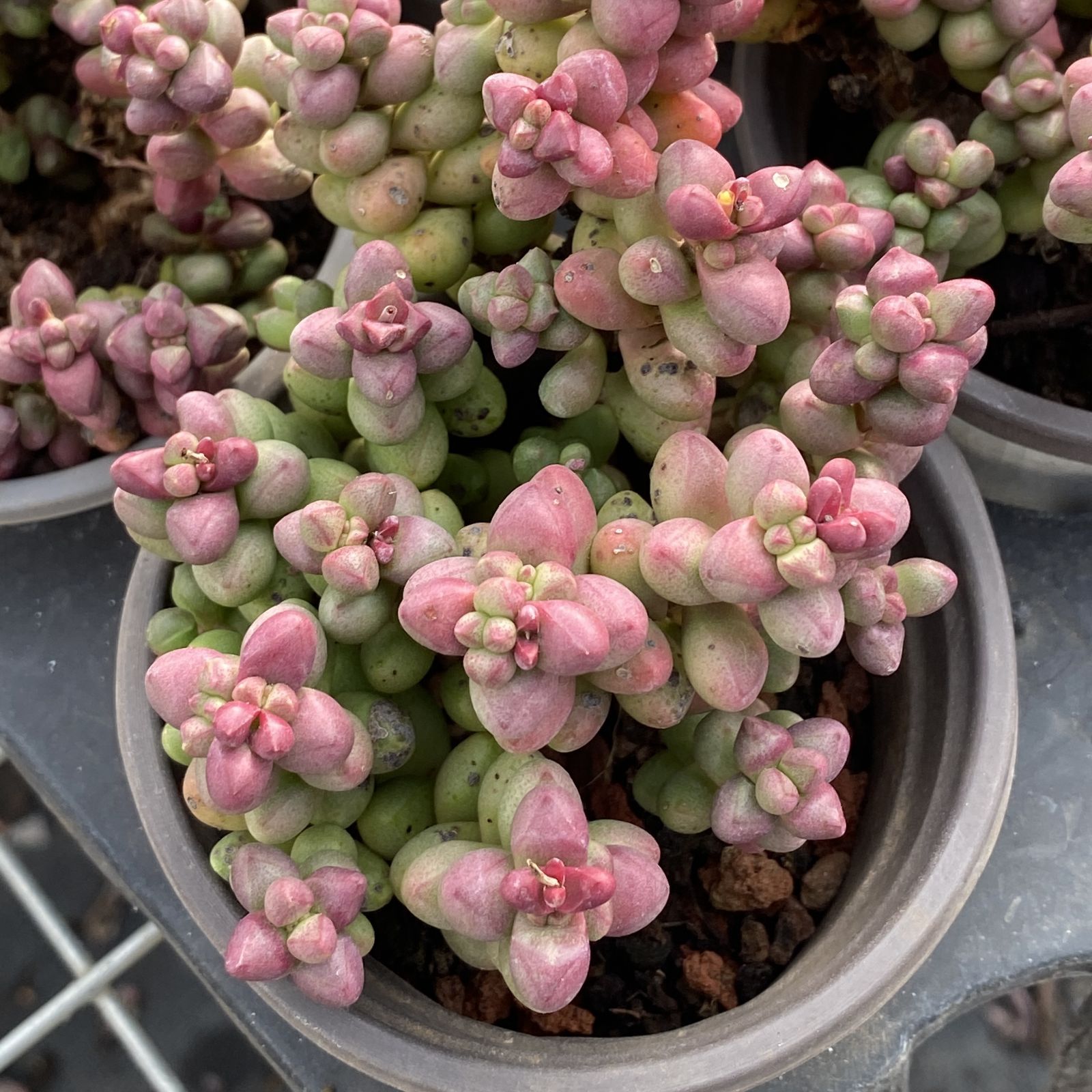 XY166×10株 シコウ 抜き苗 多肉植物 アエオニウム エケベリア サボテン