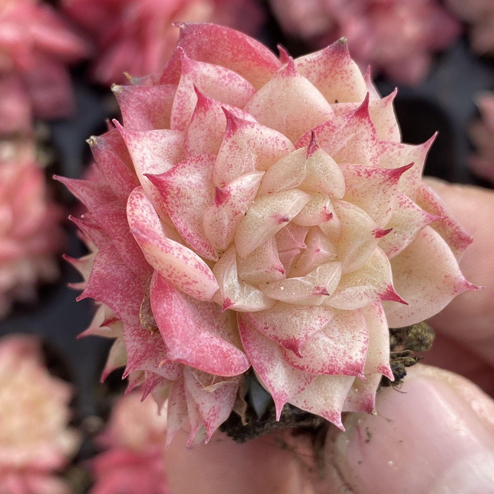 XY229×16苗 レッドスワン 土付き 多肉植物 アエオニウム エケベリア