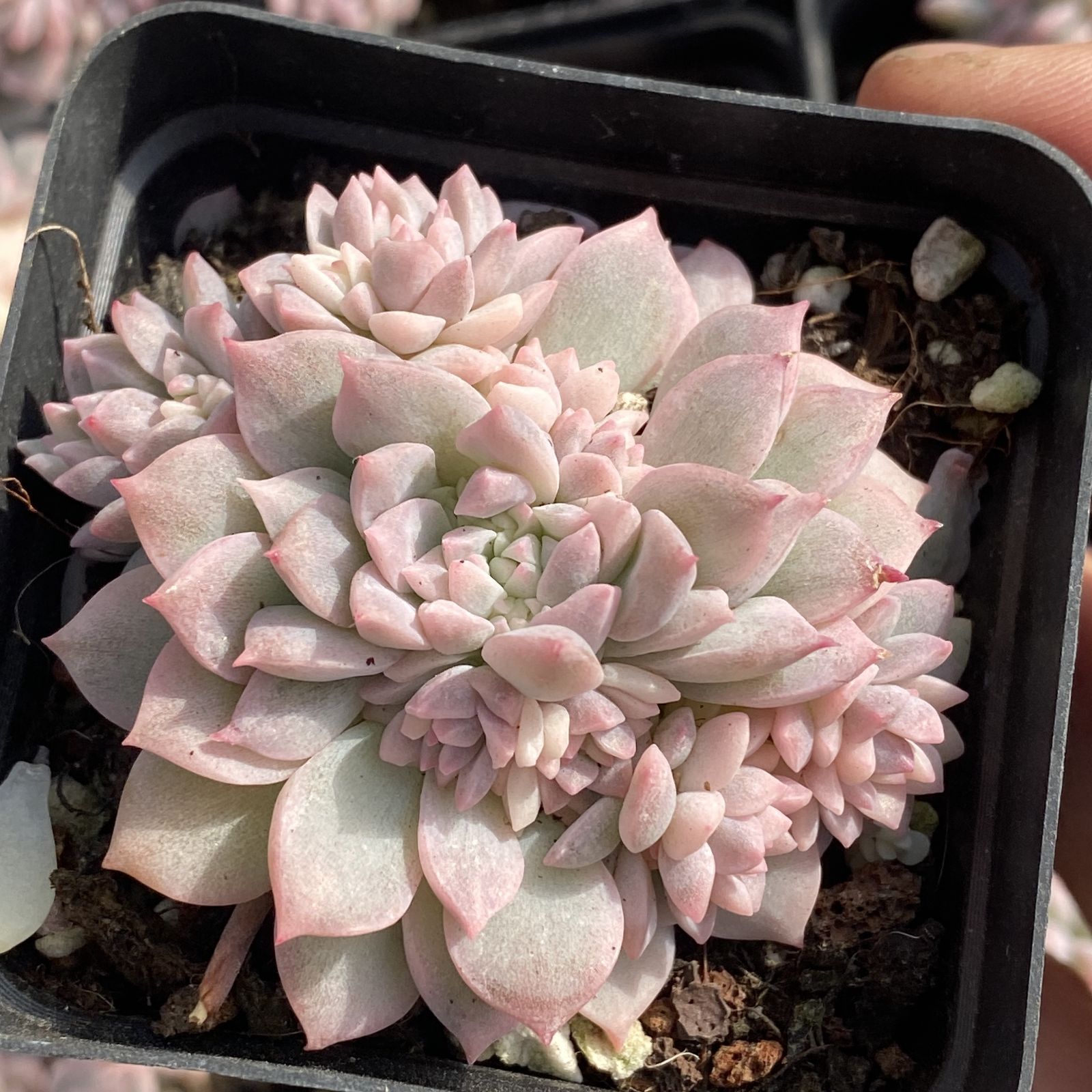 XY179×10株 ピンクマン 抜き苗 多肉植物 アエオニウム エケベリア