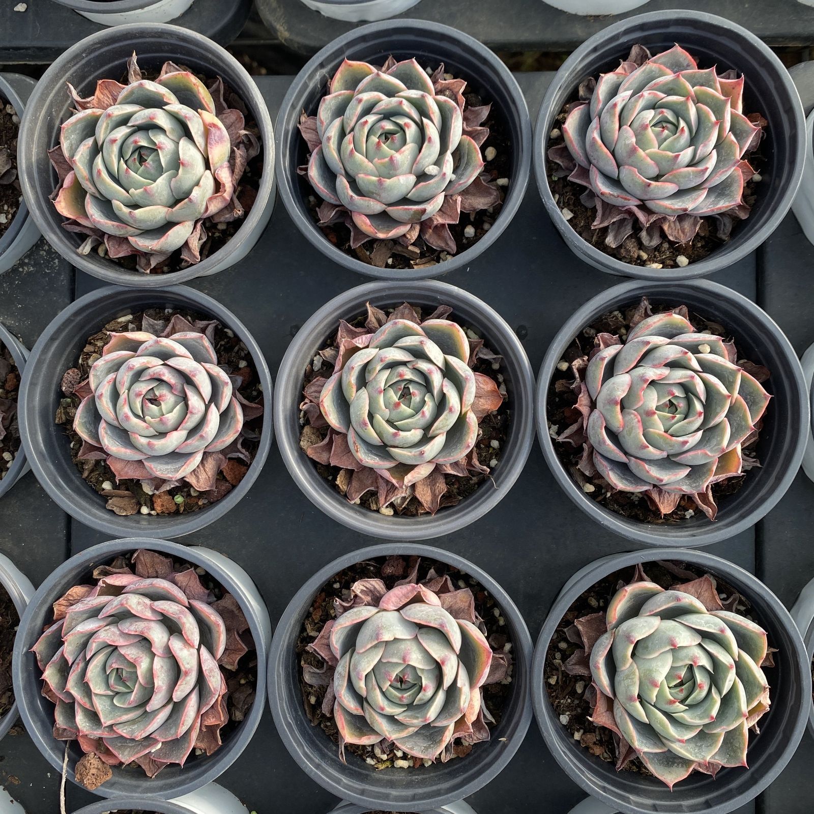 XY167×10株 ヘラ 抜き苗 多肉植物 アエオニウム エケベリア サボテン