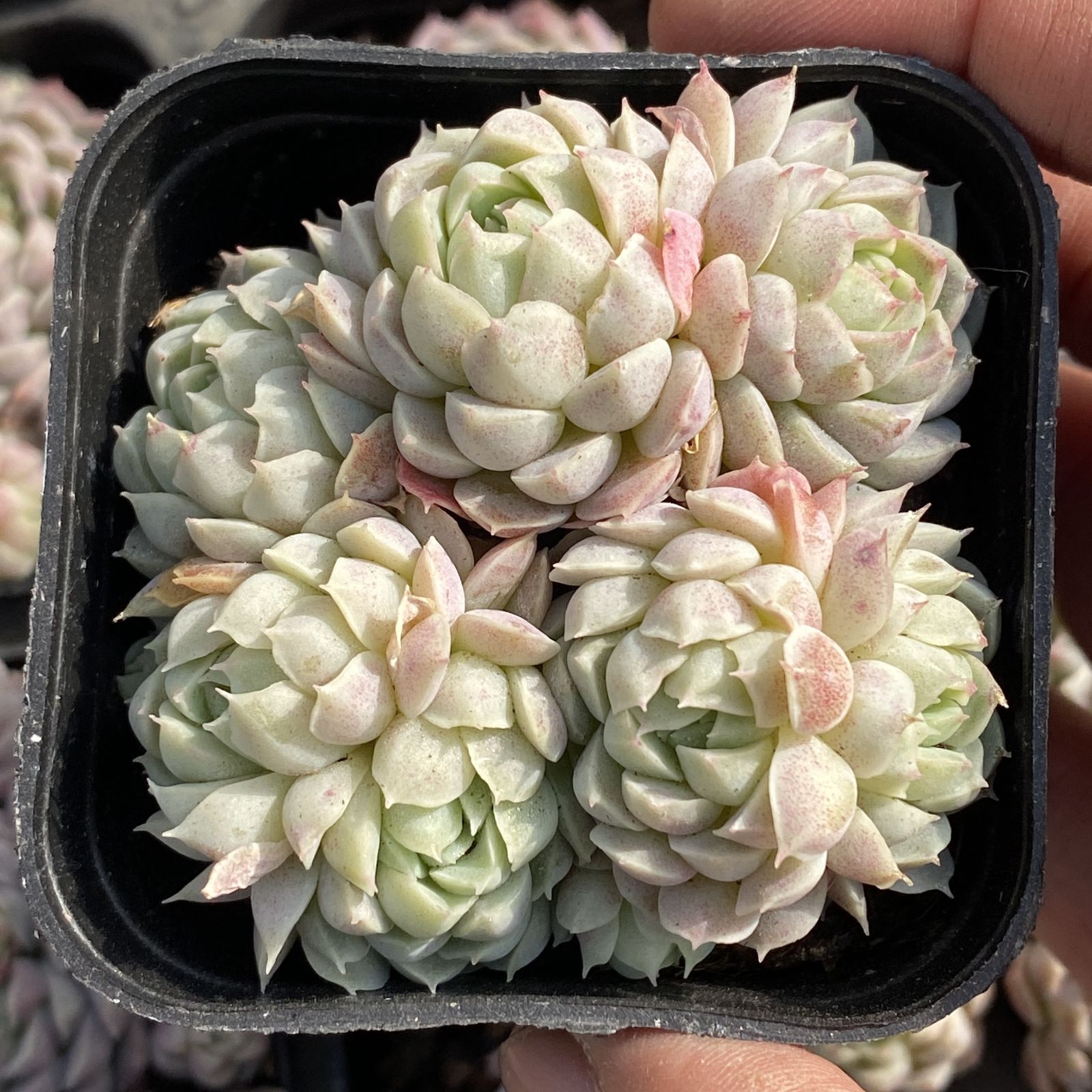 XY173×10株 ファットニングボール 抜き苗 多肉植物 アエオニウム