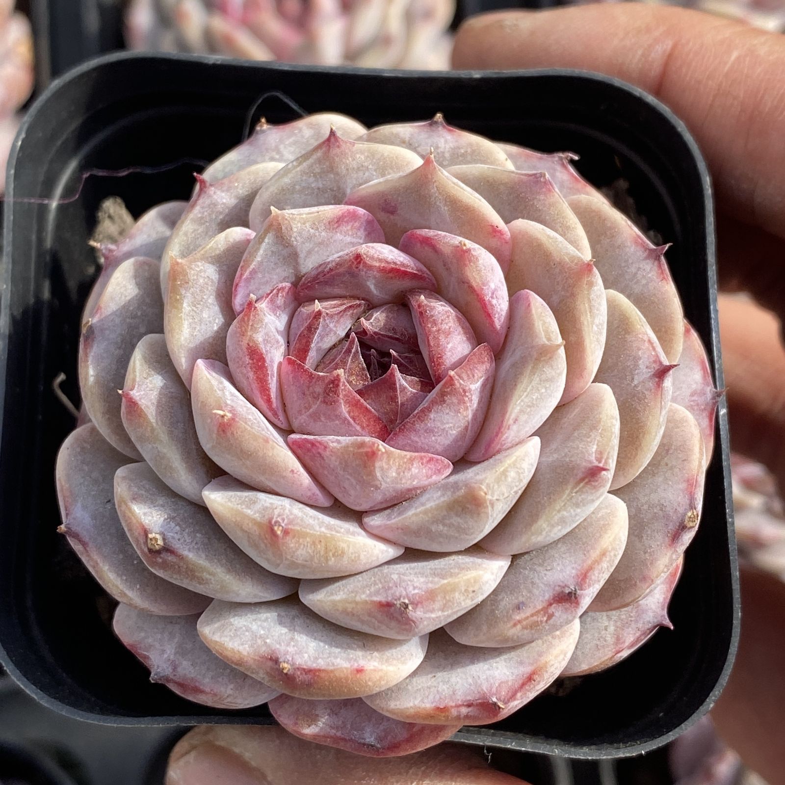 XY183×10株 ムラサキザクロ 抜き苗 多肉植物 アエオニウム エケベリア