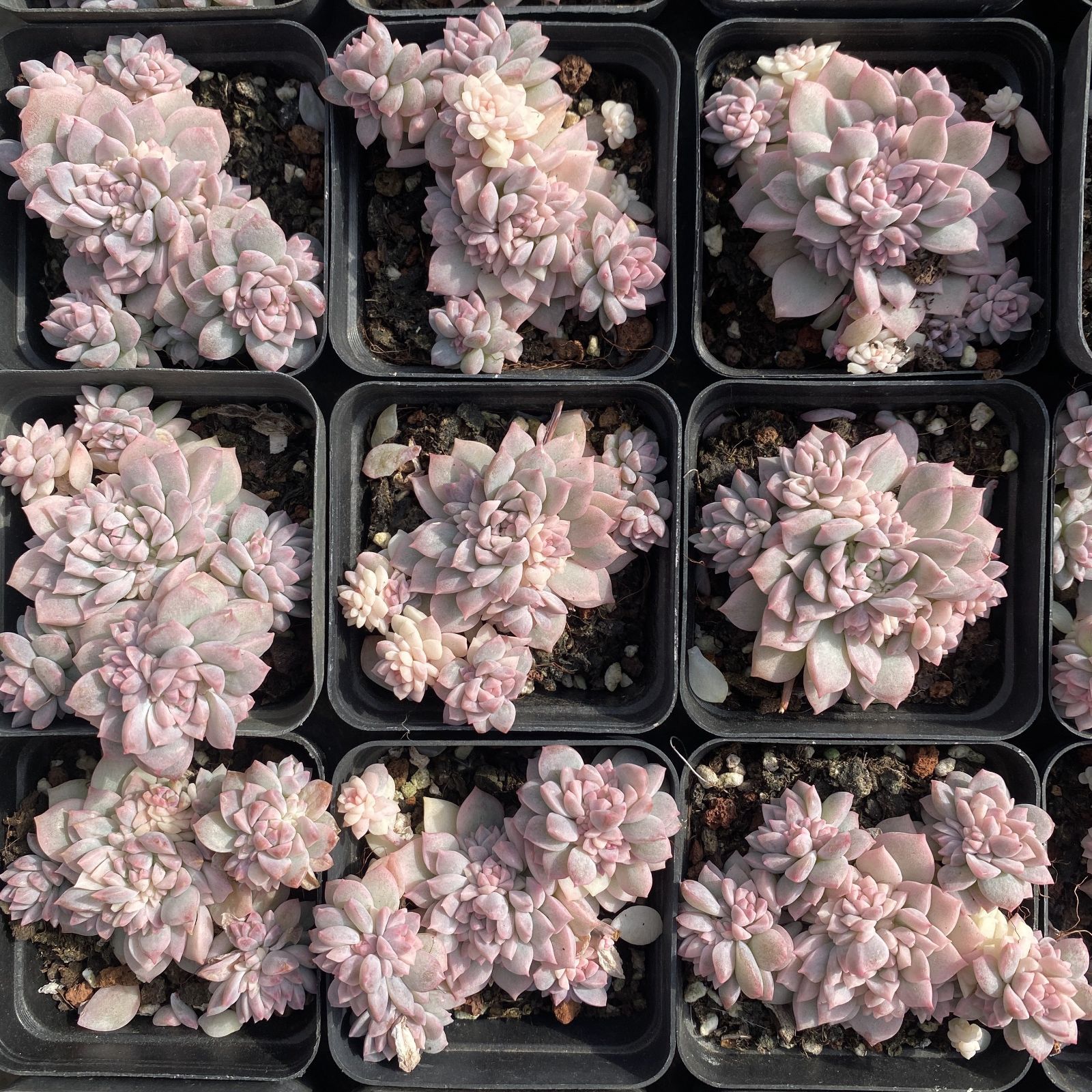 XY179×10株 ピンクマン 抜き苗 多肉植物 アエオニウム エケベリア