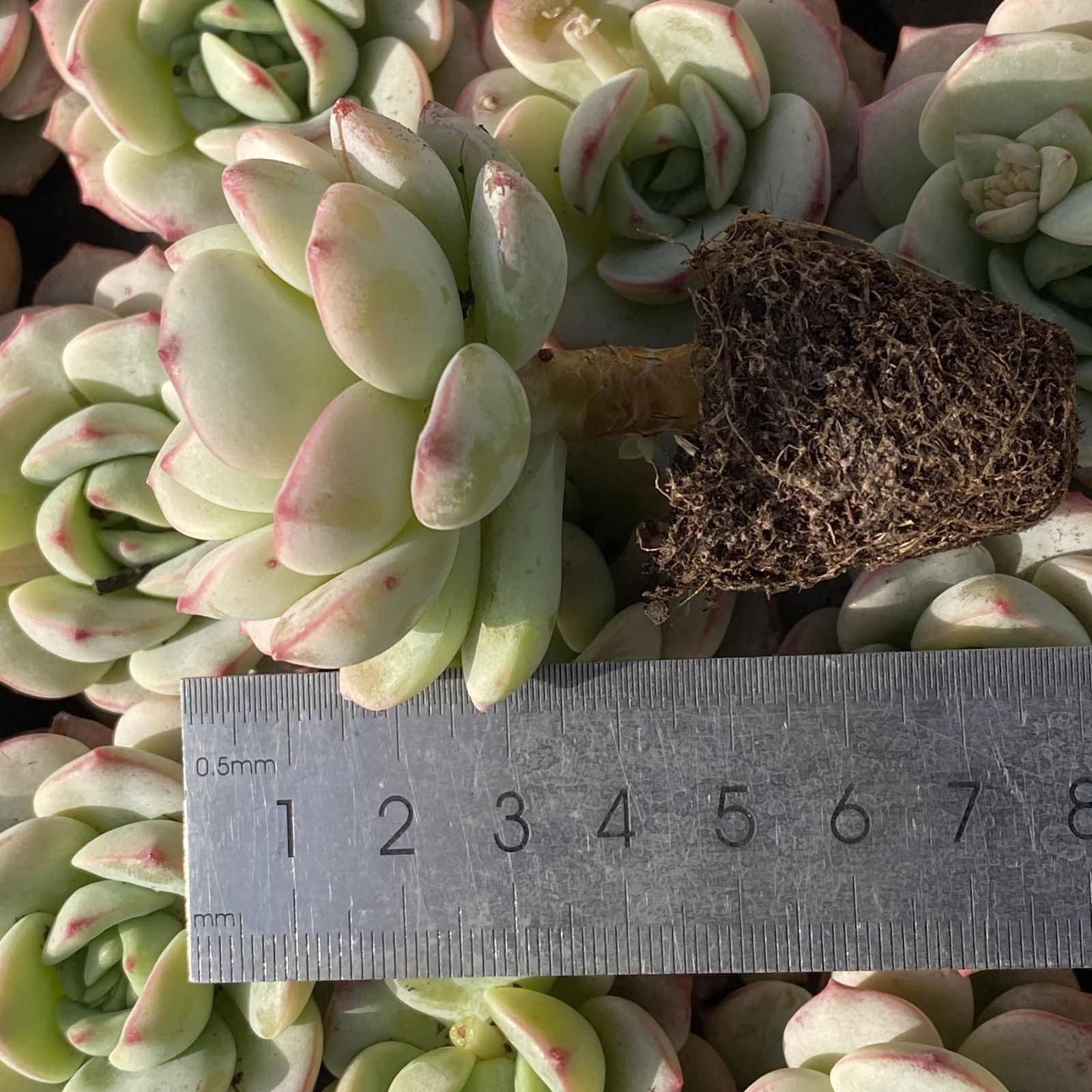 XY235×16苗 バニラ 土付き 多肉植物 アエオニウム エケベリア サボテン