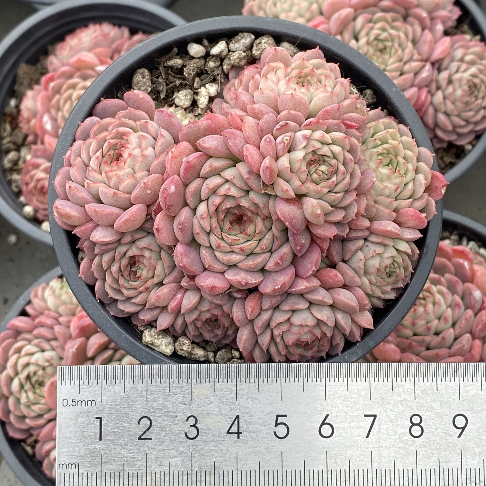 XY204×10株 リトルレッドエンベロープ 抜き苗 多肉植物 アエオニウム