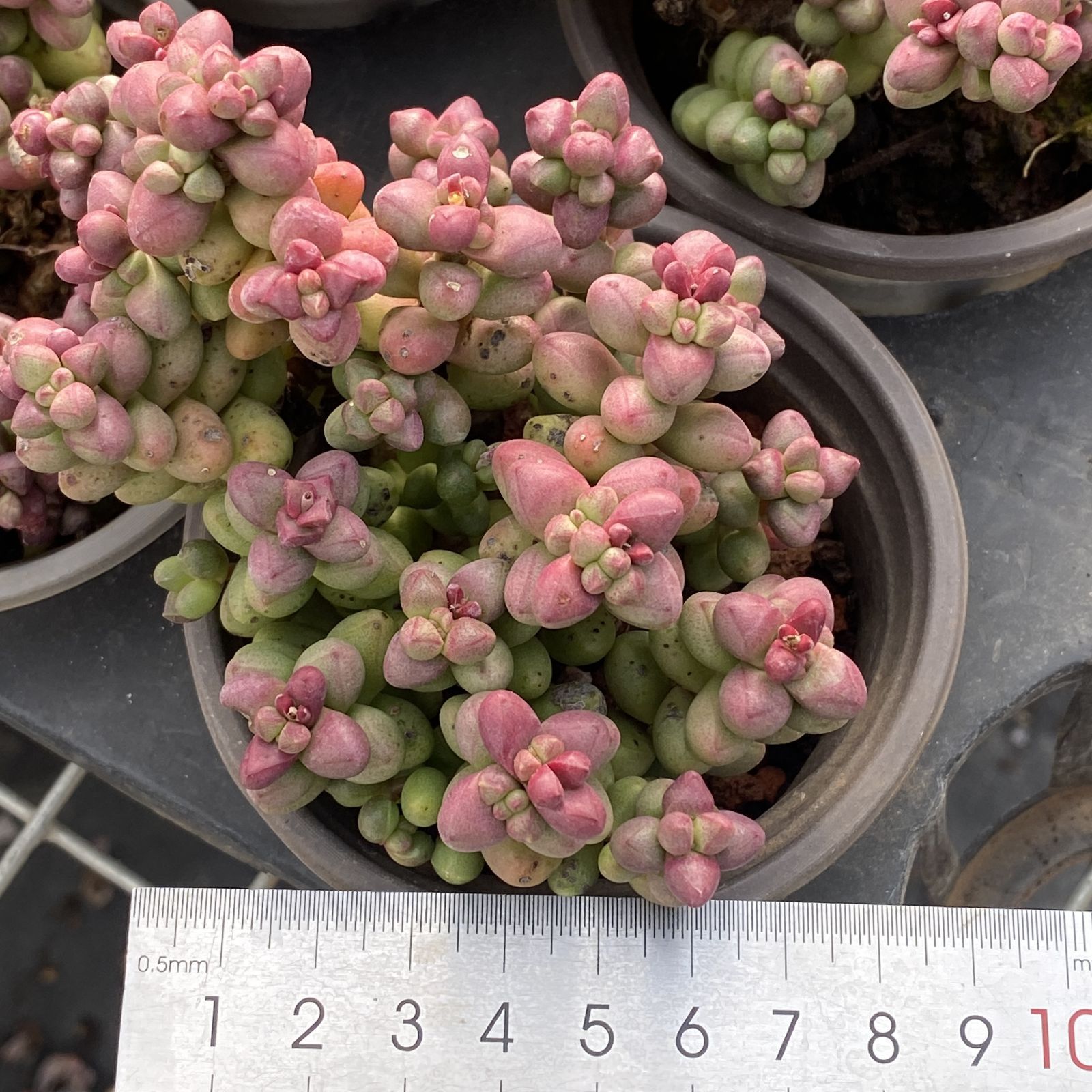 XY166×10株 シコウ 抜き苗 多肉植物 アエオニウム エケベリア サボテン