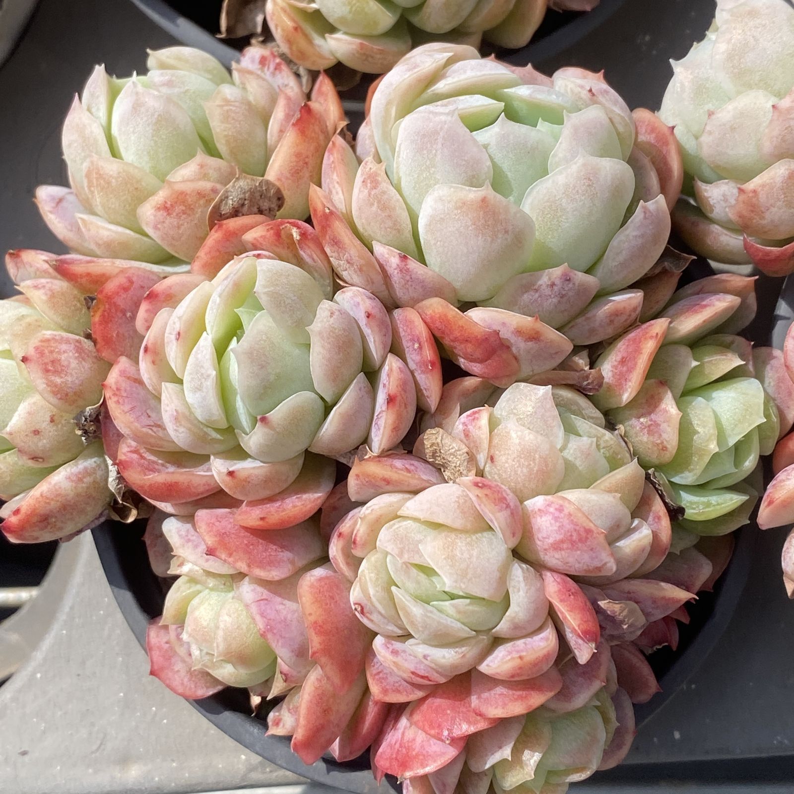 XY127×10株 ベリー 抜き苗 多肉植物 アエオニウム エケベリア サボテン