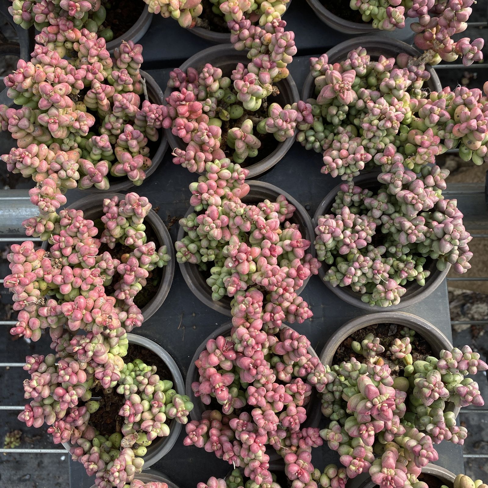 XY166×10株 シコウ 抜き苗 多肉植物 アエオニウム エケベリア サボテン