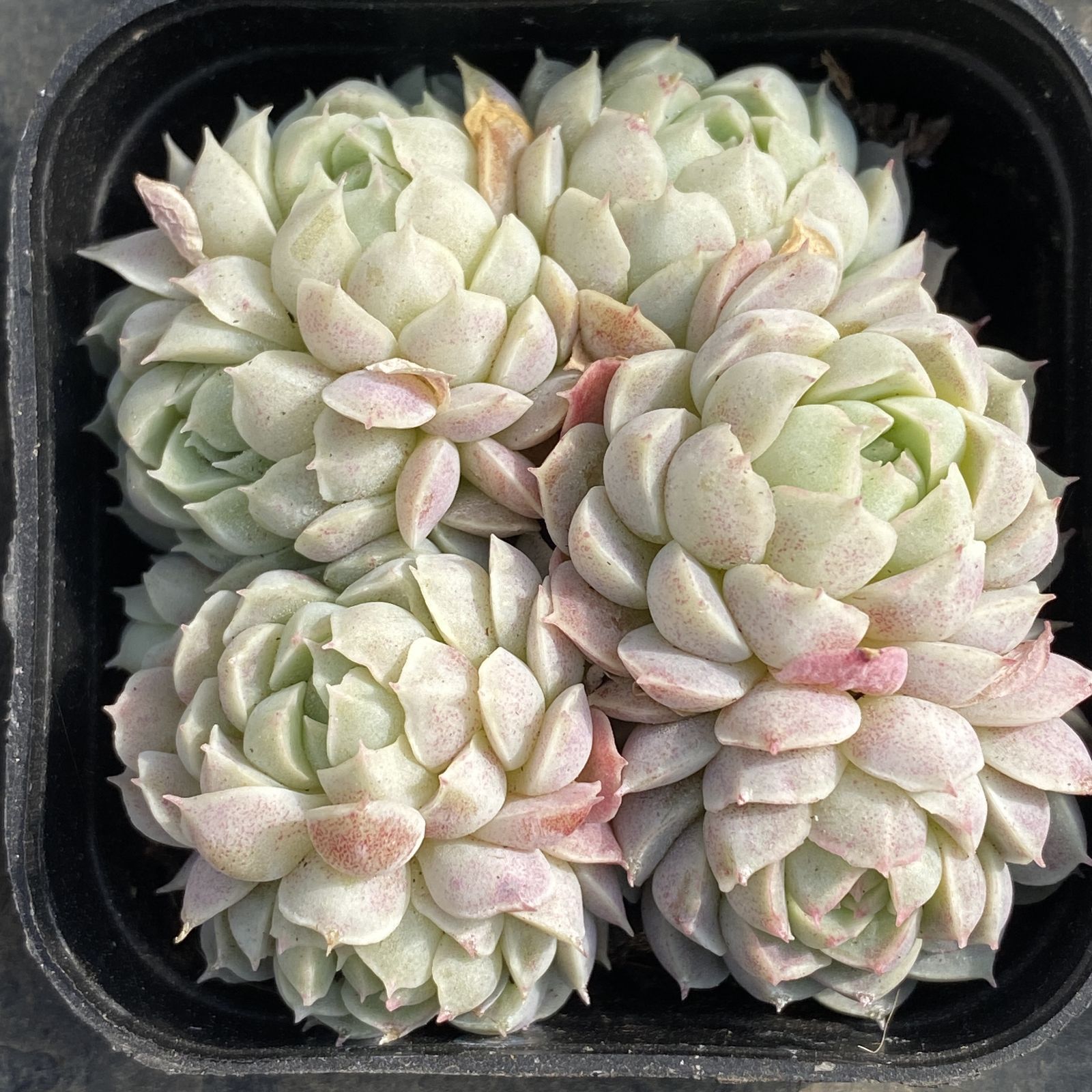 XY173×10株 ファットニングボール 抜き苗 多肉植物 アエオニウム