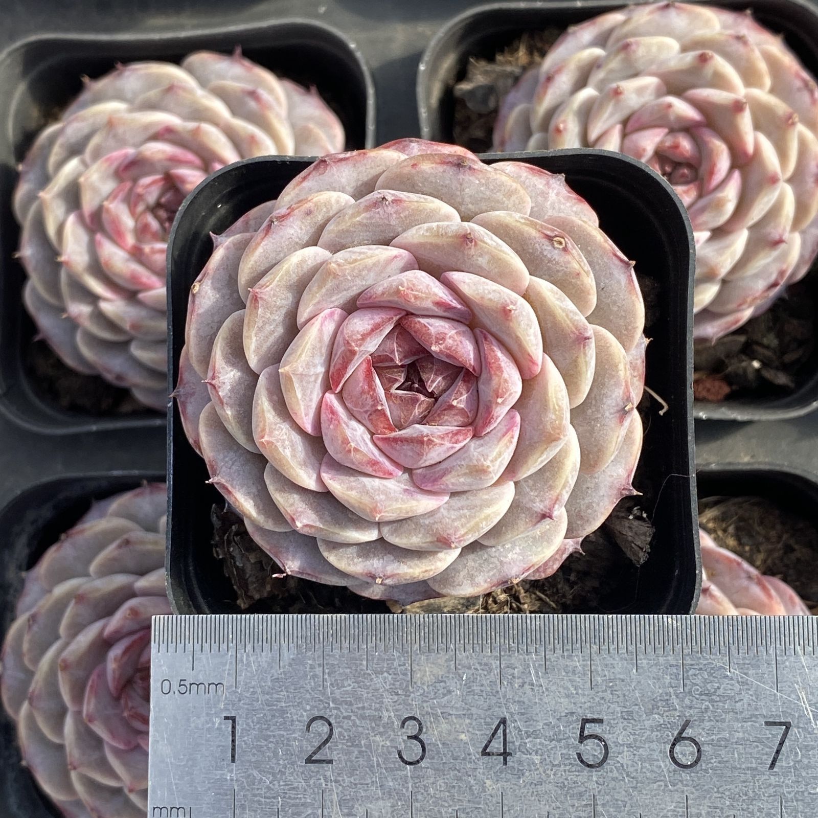 XY183×10株 ムラサキザクロ 抜き苗 多肉植物 アエオニウム エケベリア