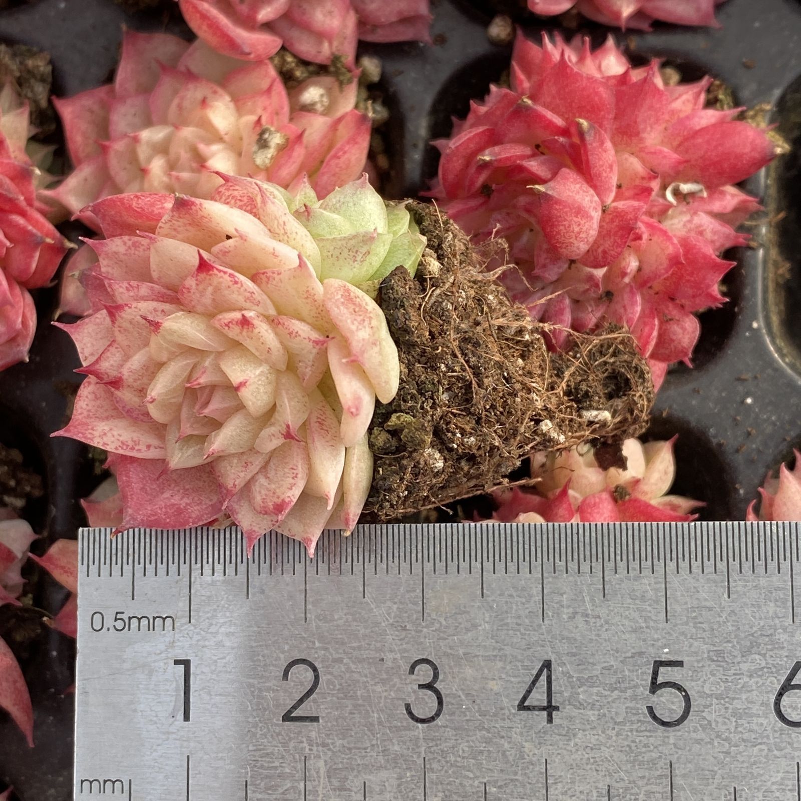 XY229×16苗 レッドスワン 土付き 多肉植物 アエオニウム エケベリア