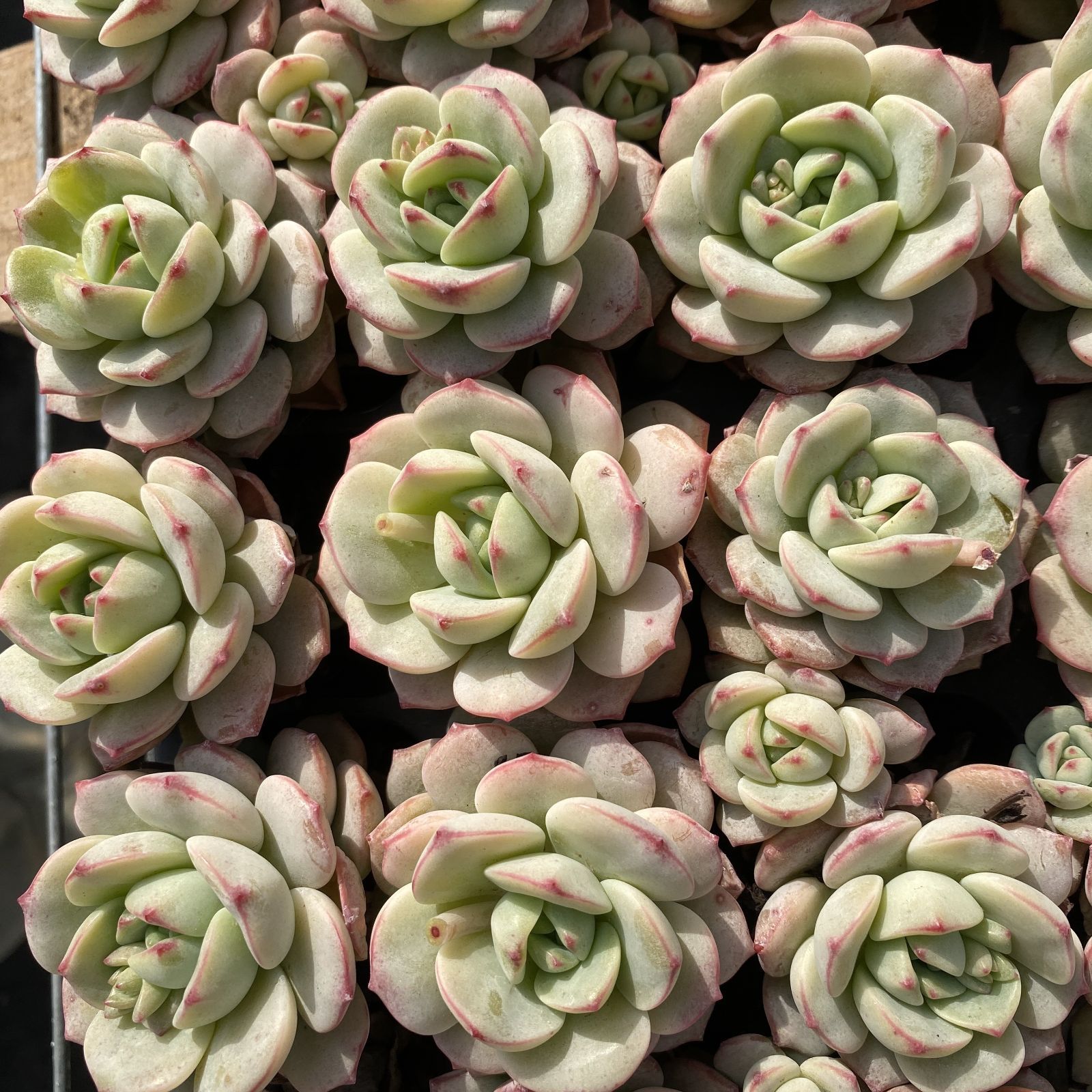 XY235×16苗 バニラ 土付き 多肉植物 アエオニウム エケベリア サボテン