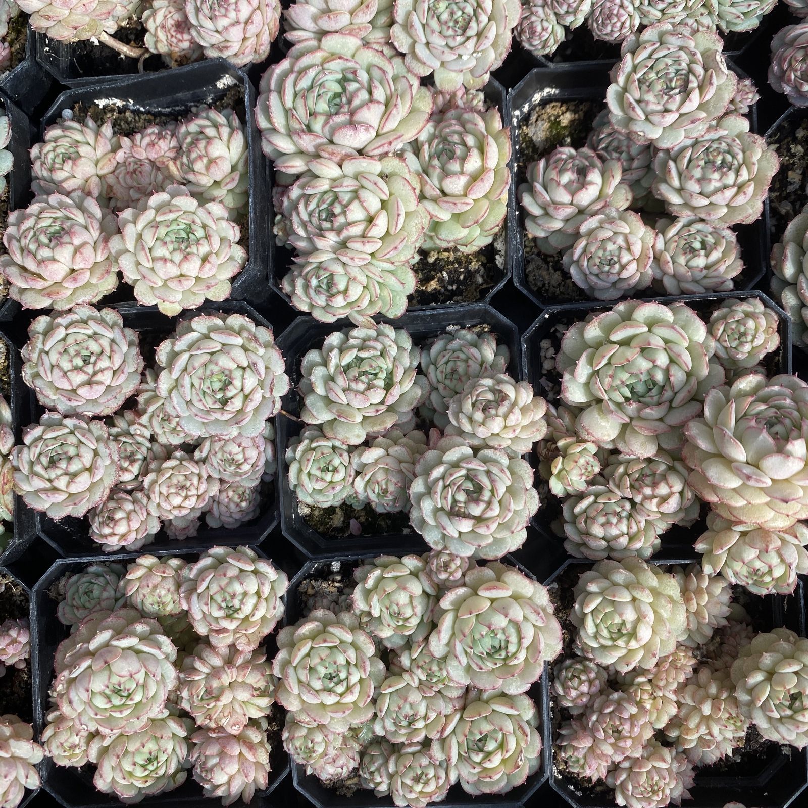 XY148×10株 ショウコウセン 抜き苗 多肉植物 アエオニウム エケベリア